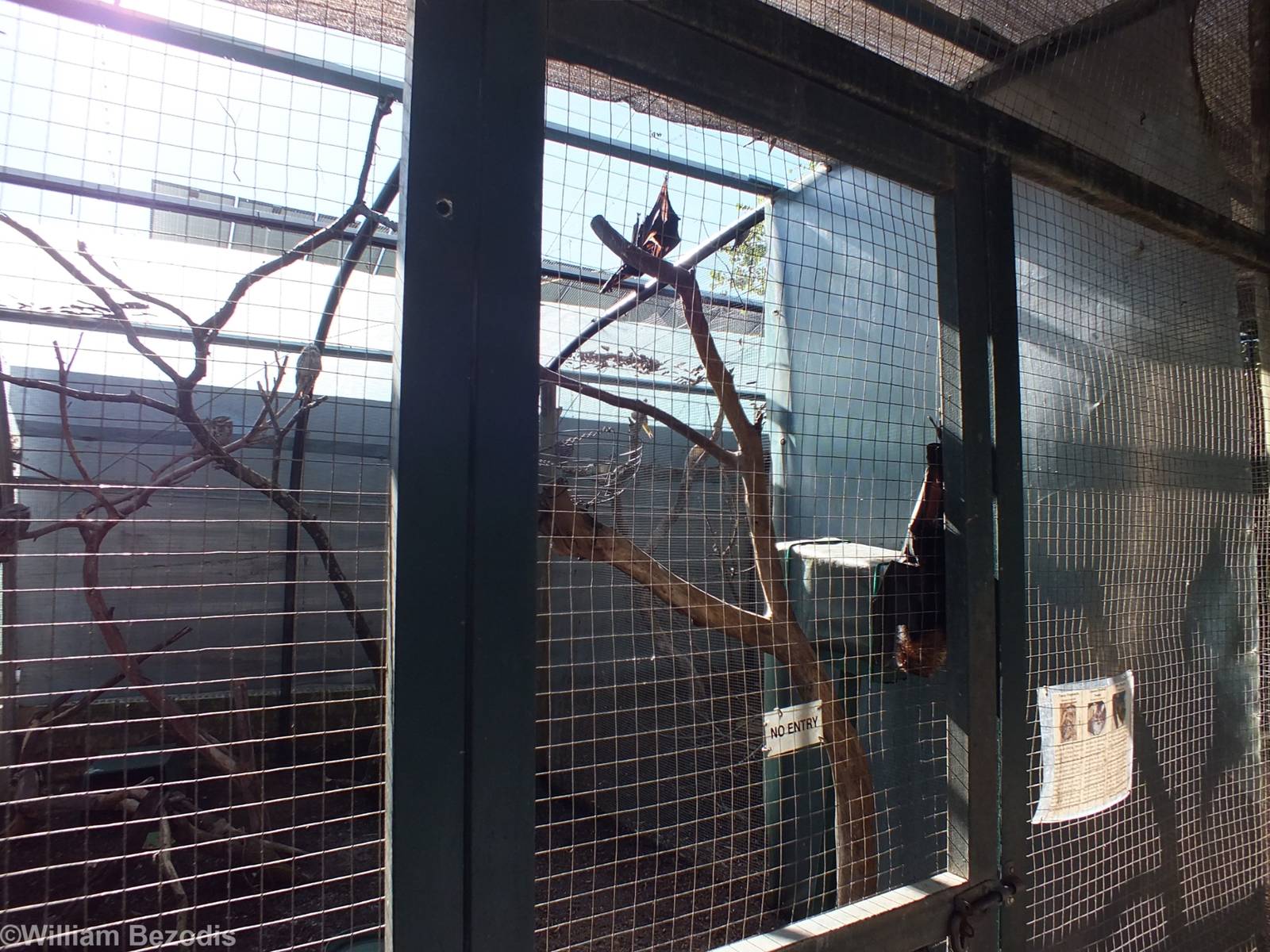 Non-walkthrough Part of Walkthrough Aviary