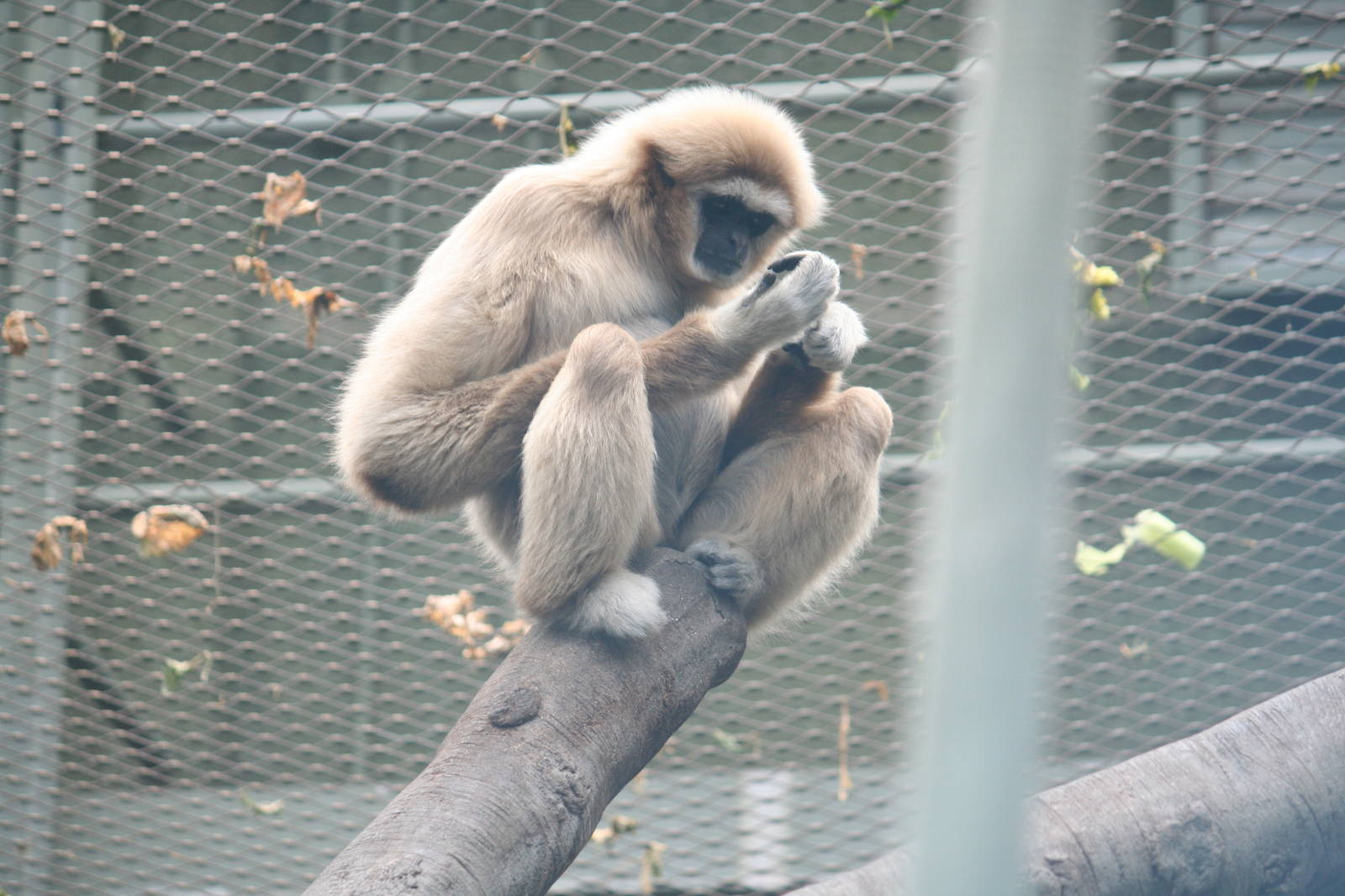 Nonchalant gibbon