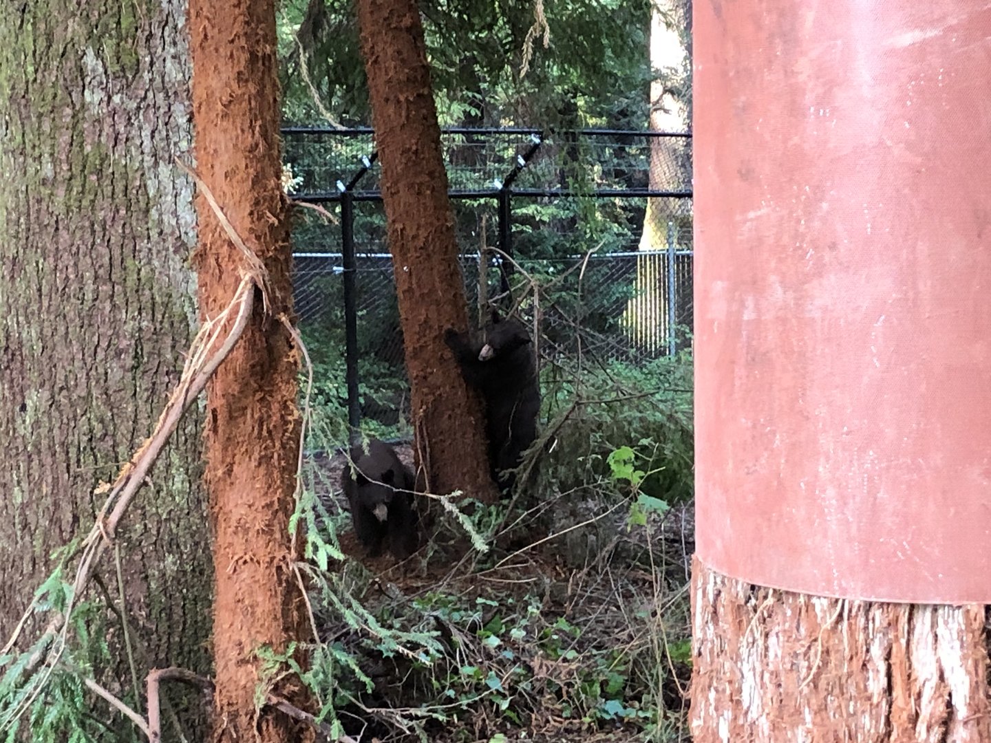 Noni & Tule, American black bears, Ursus americanus