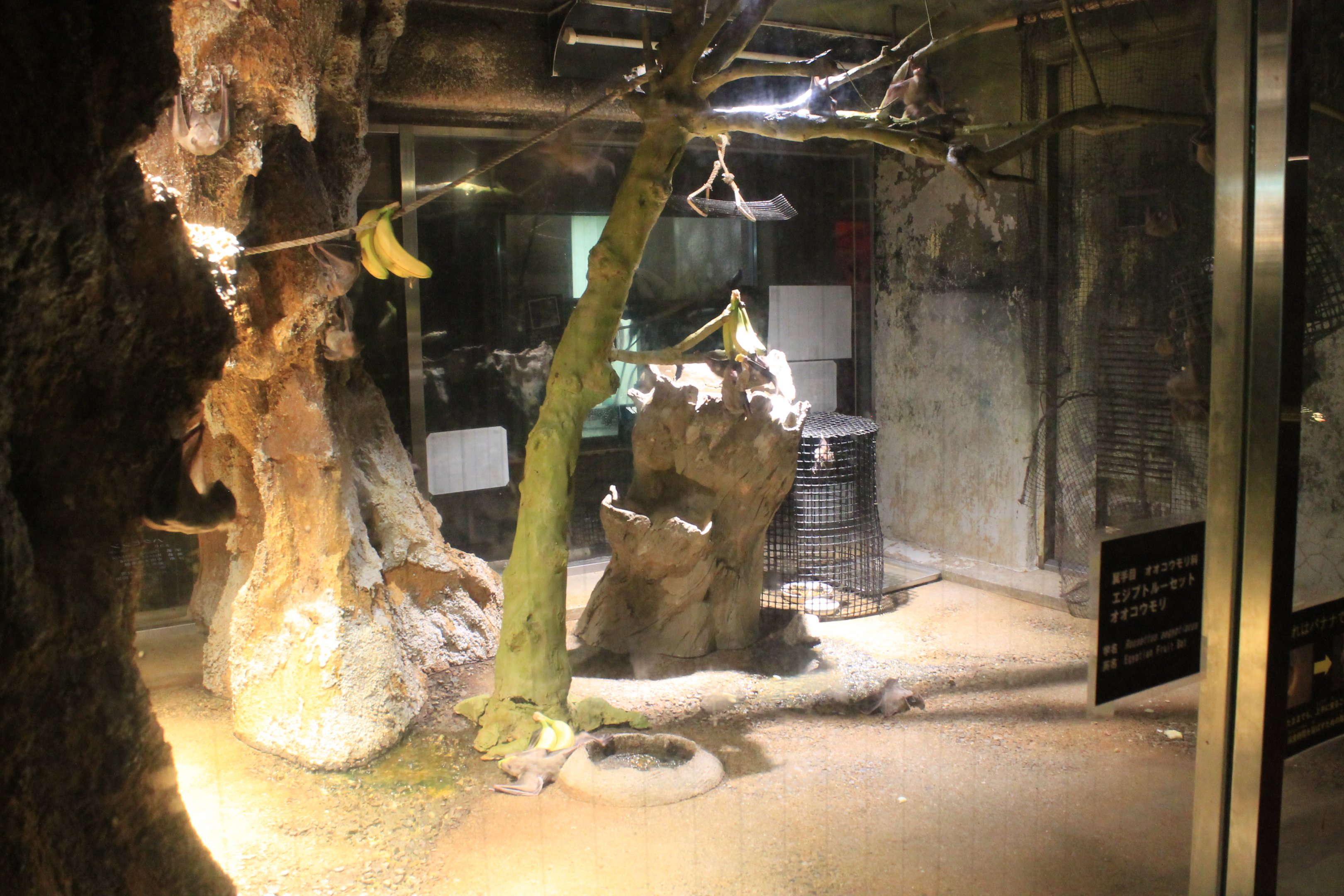 Noocturnal House (Egyptian Fruit Bats)