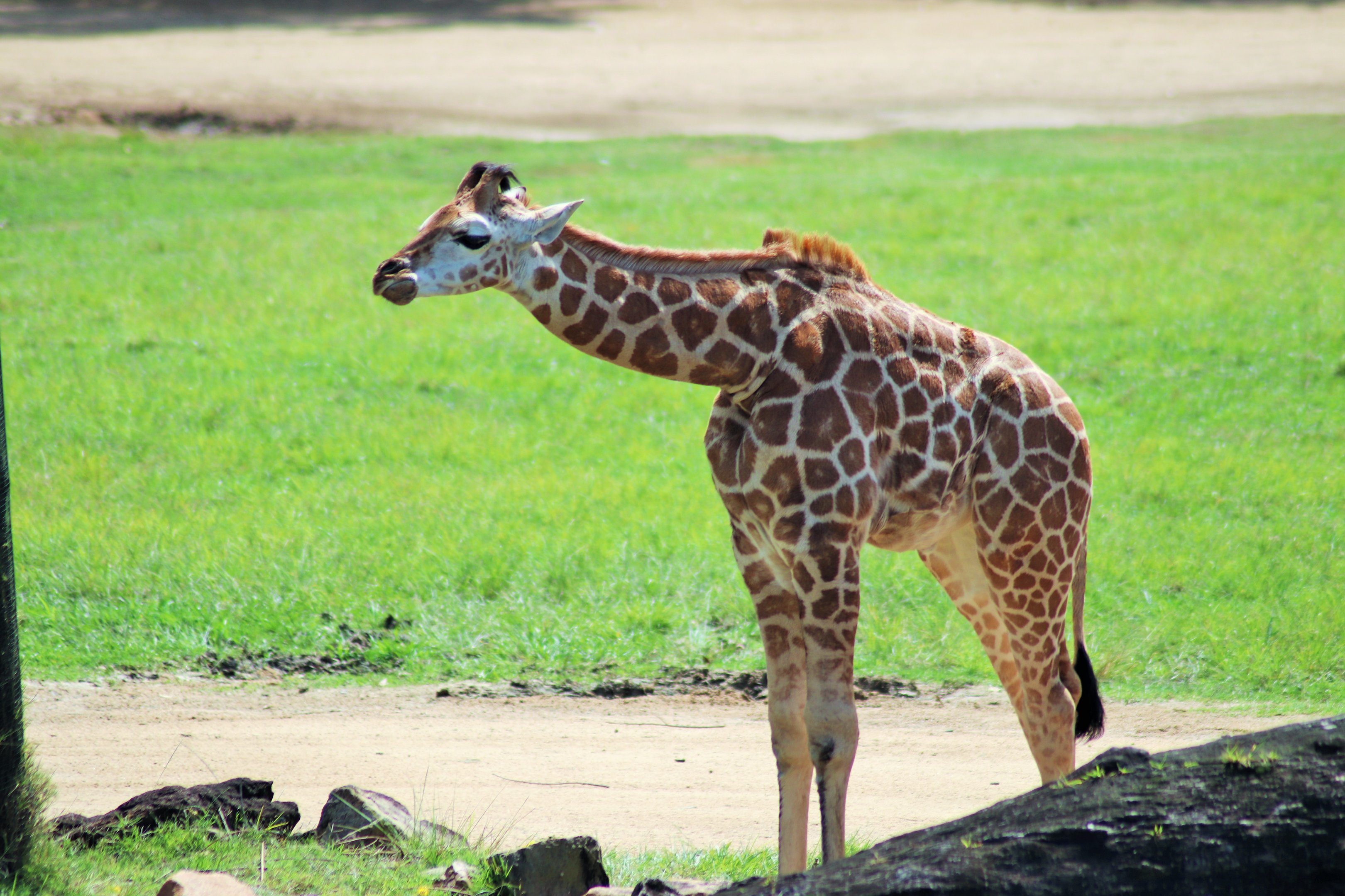 'Noodle' the Giraffe Calf (Giraffa camelopardalis)