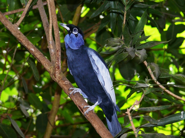 NOP Veldhoven - Bare-necked fruitcrow