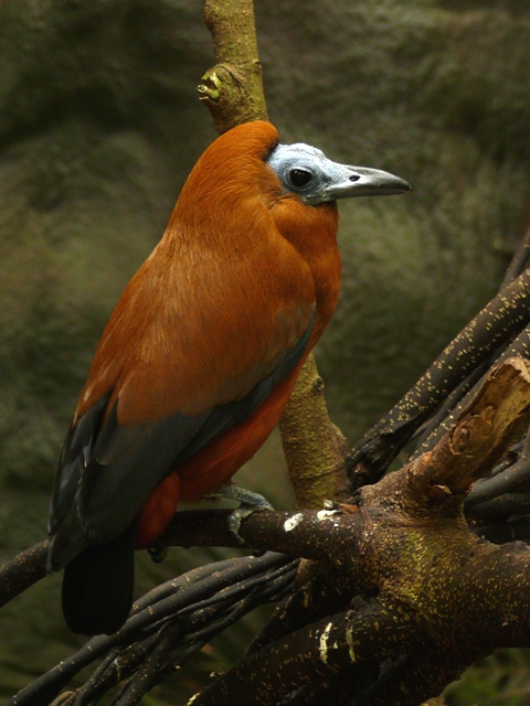 NOP Veldhoven - Capuchin bird