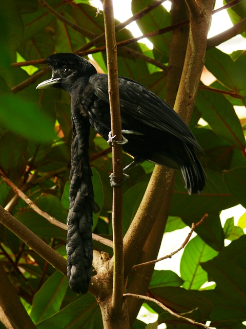 NOP Veldhoven - Long-wattled umbrellabird