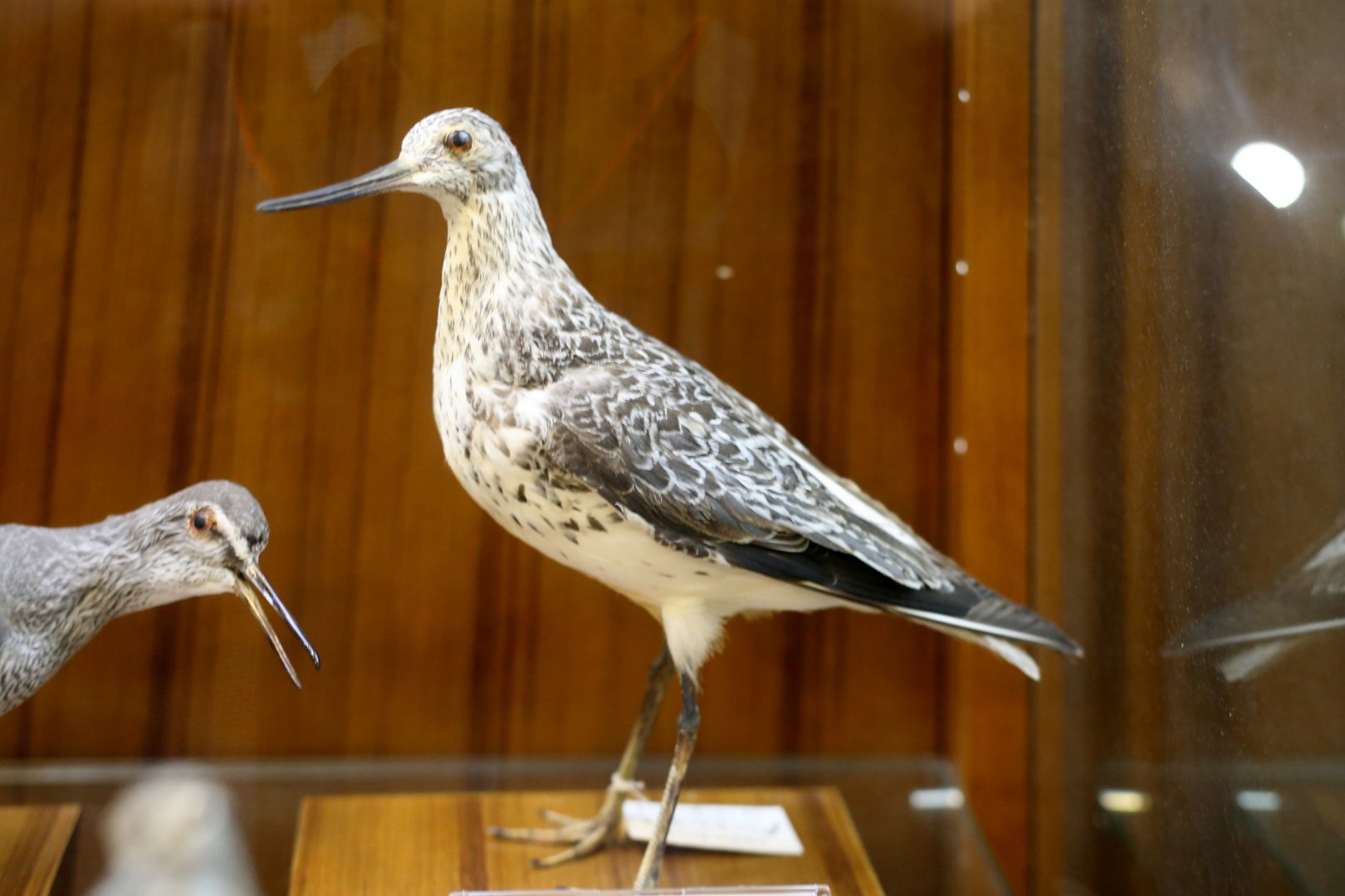 Nordmann's Greenshank (Tringa guttifer)