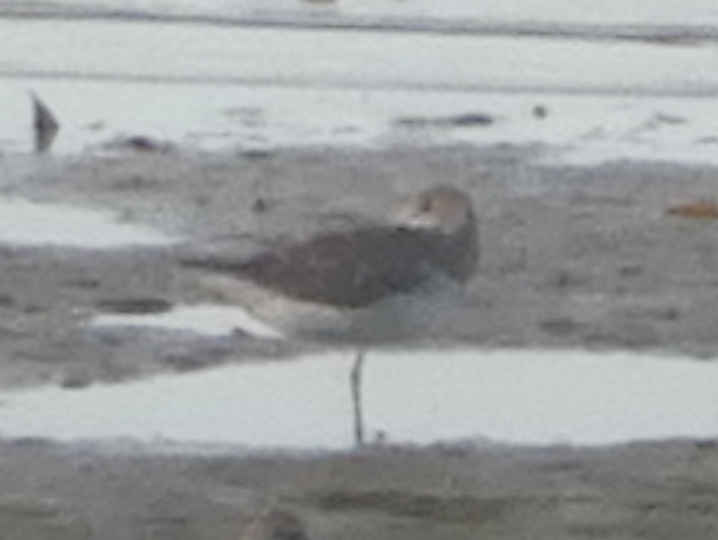 Nordmann's Greenshank