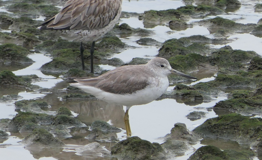 Nordmann's Greenshank