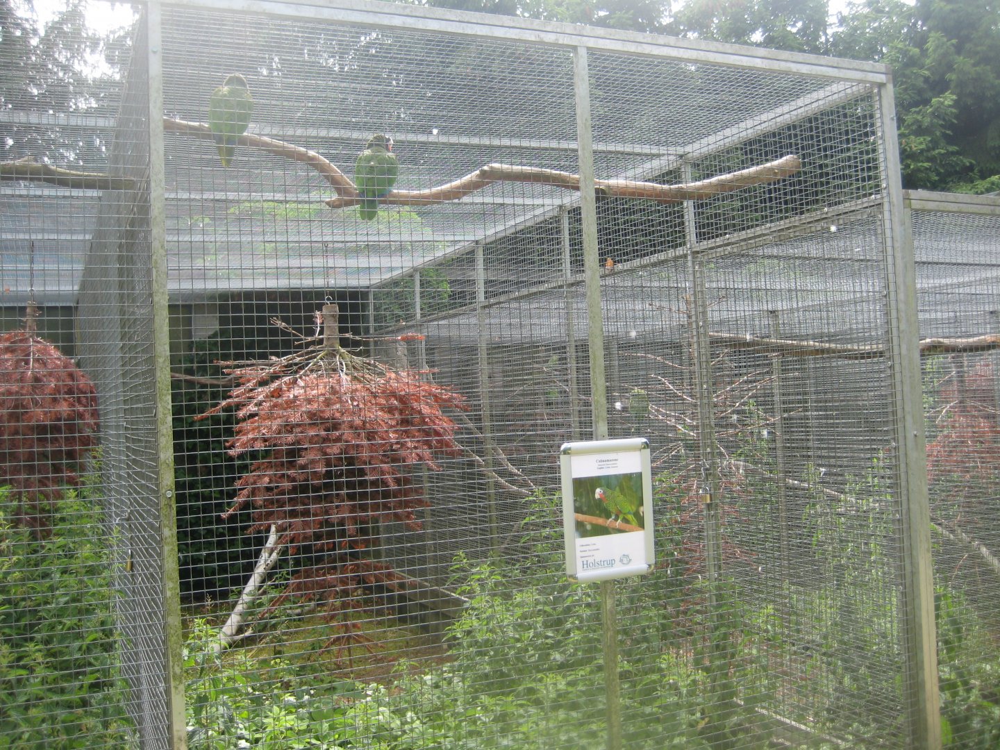 Nordsjællands Fuglepark - Amazon parrot aviary