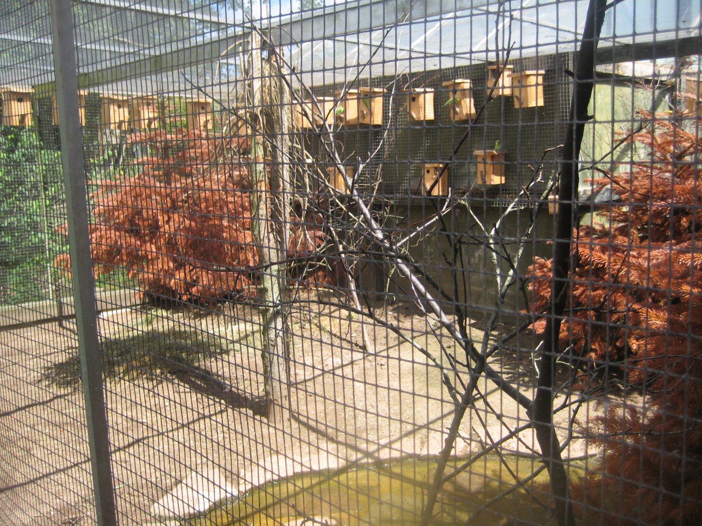 Nordsjællands Fuglepark - Australian aviary