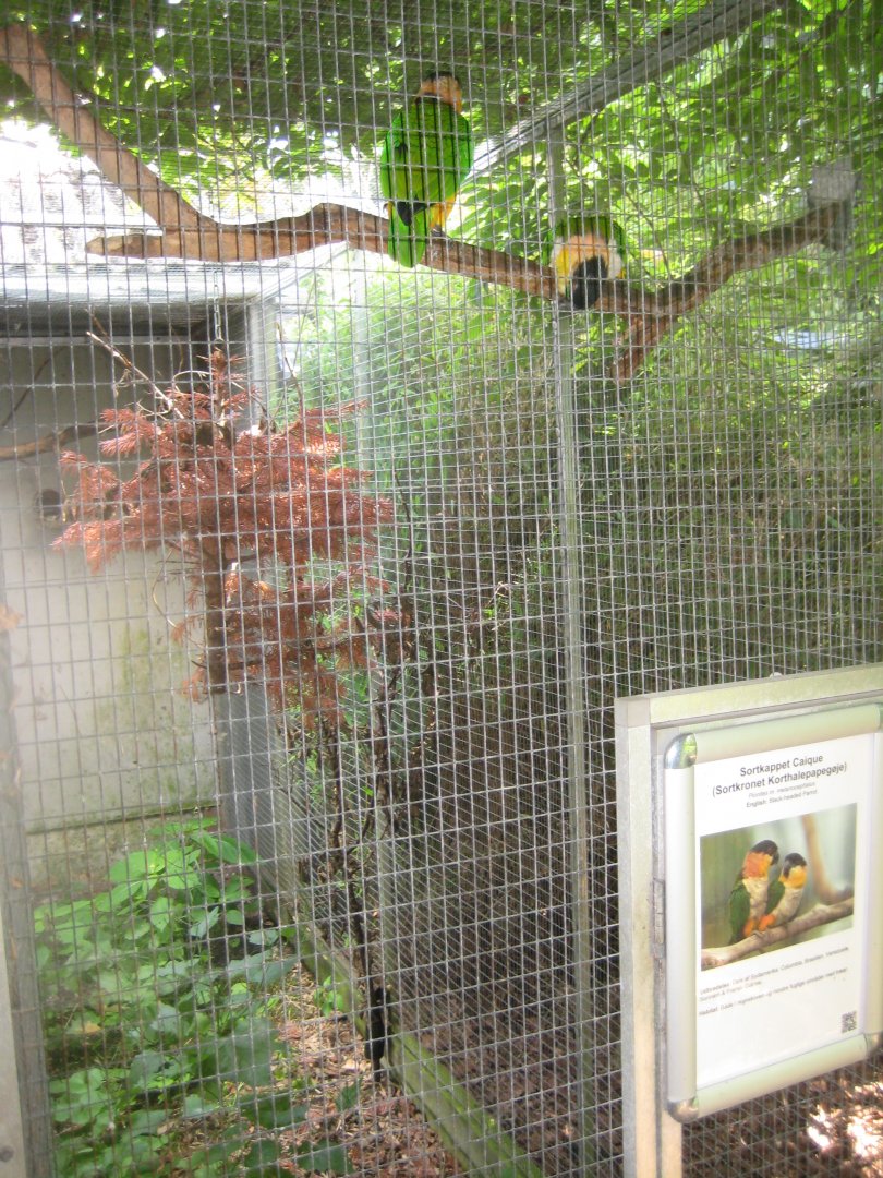Nordsjællands Fuglepark - Black-headed caique aviary