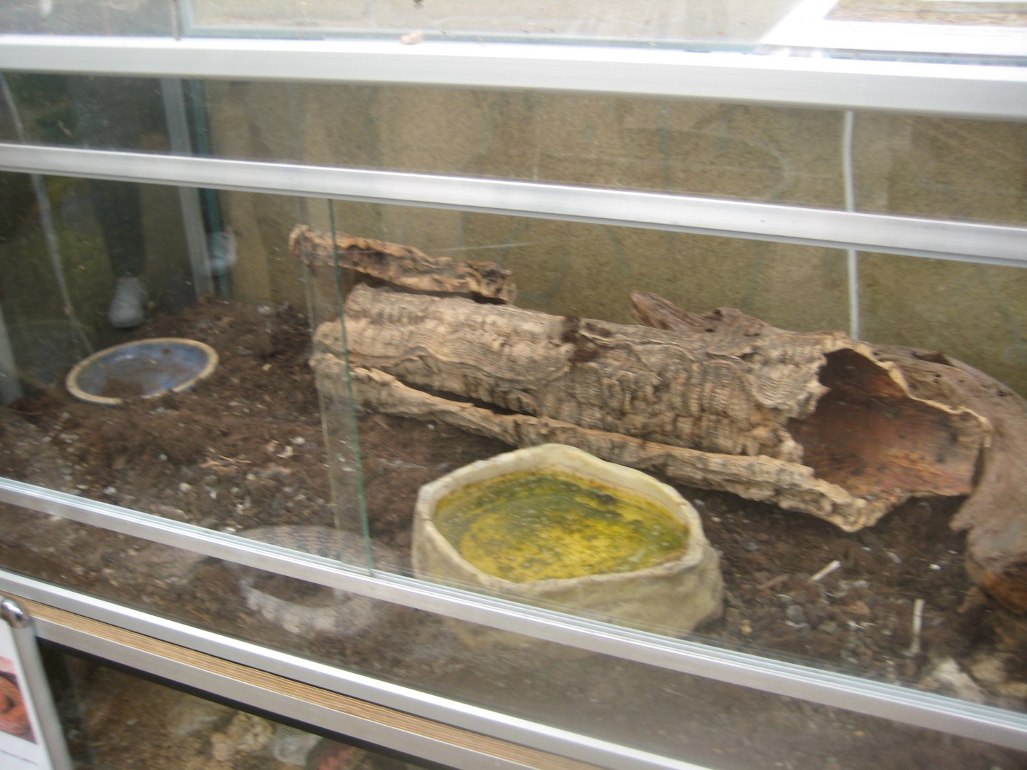 Nordsjællands Fuglepark - Blue-tongued skink exhibit