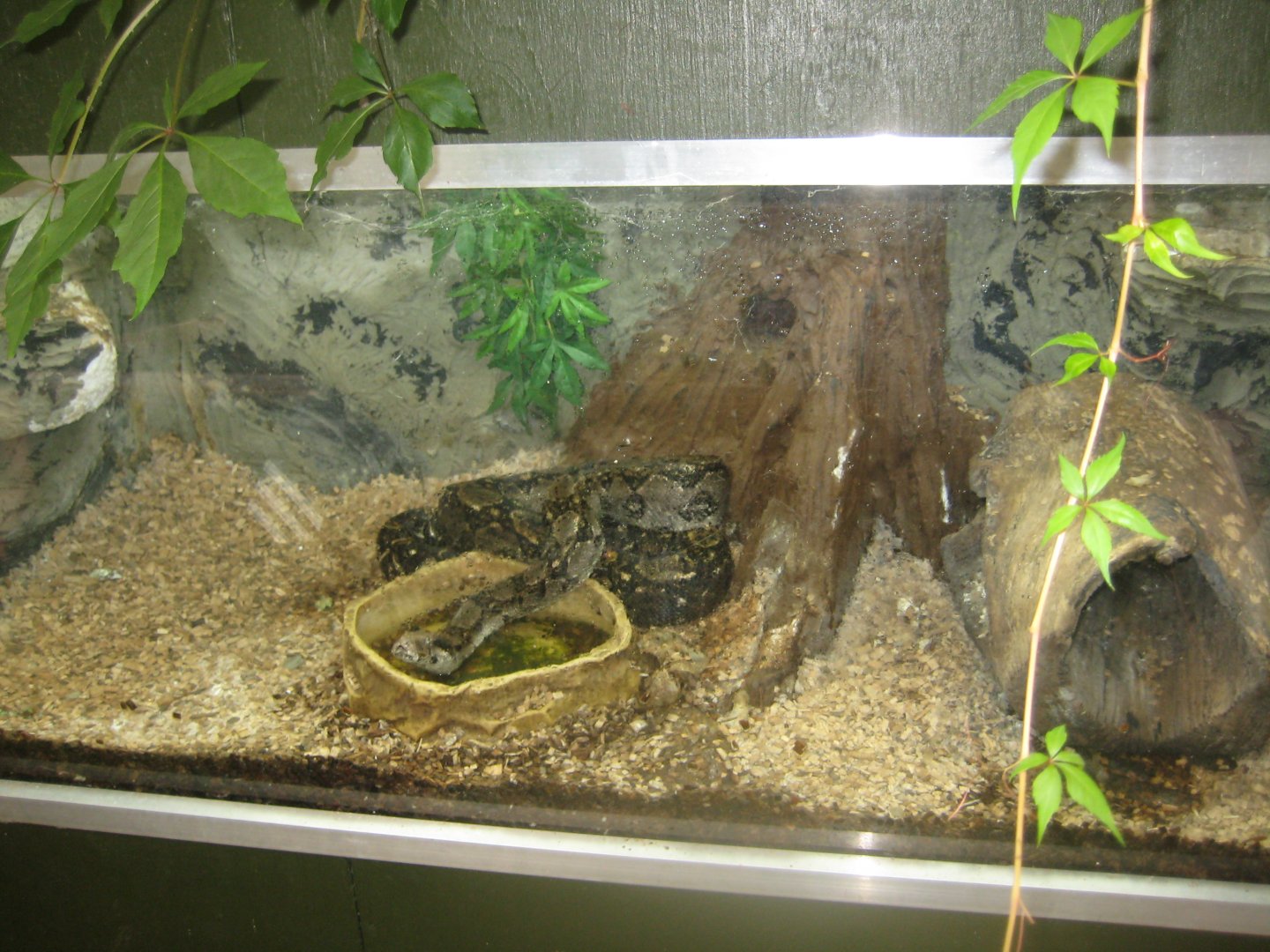 Nordsjællands Fuglepark - Boa constrictor exhibit