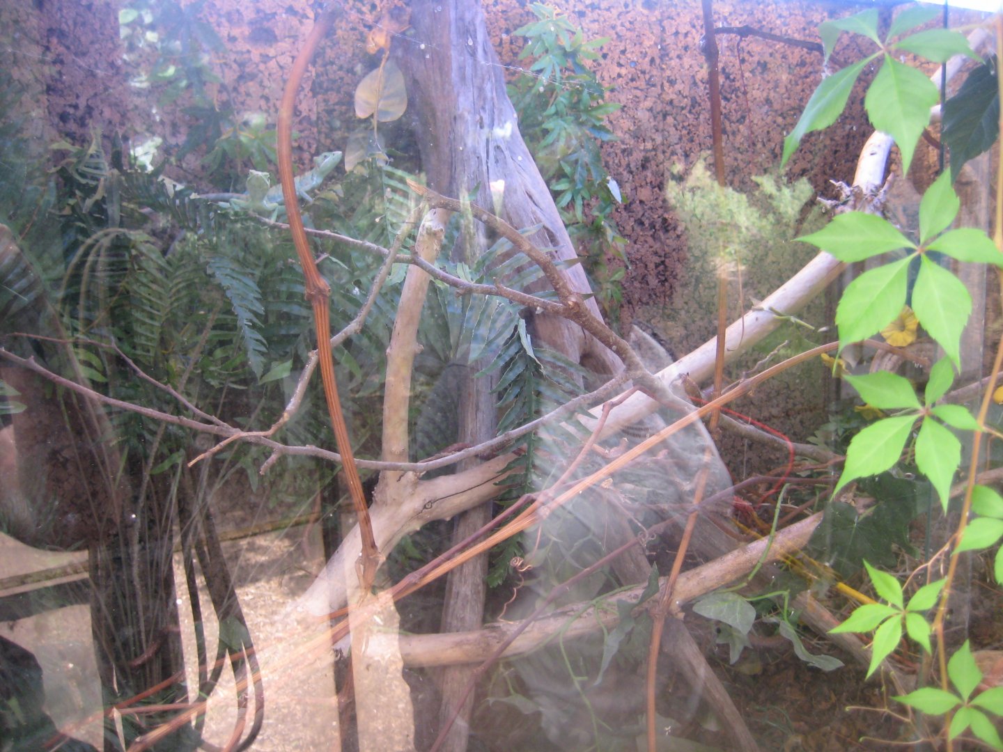 Nordsjællands Fuglepark - Casquehead iguana exhibit