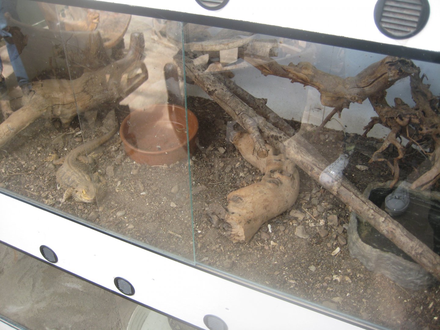 Nordsjællands Fuglepark - Central bearded dragon exhibit