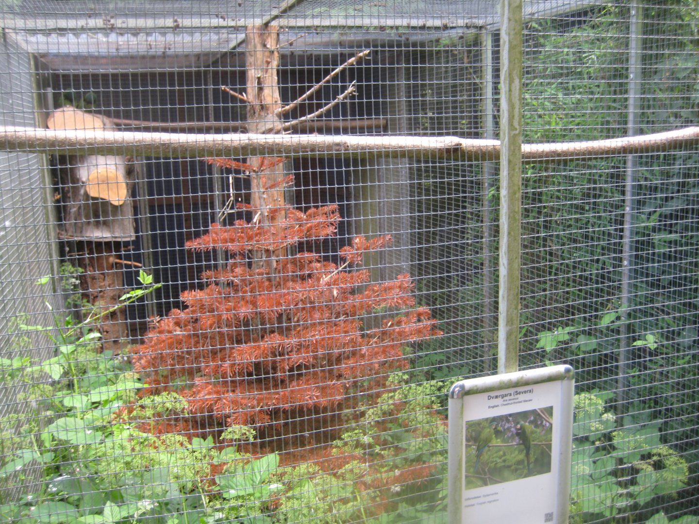 Nordsjællands Fuglepark - Chestnut-fronted macaw aviary