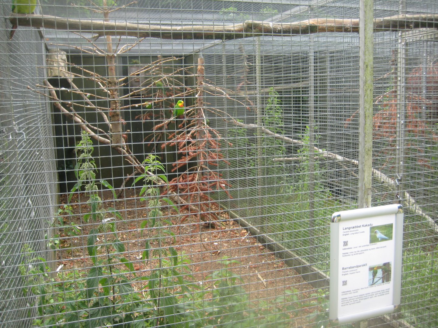 Nordsjællands Fuglepark - Corella aviary