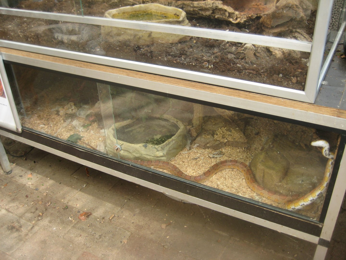 Nordsjællands Fuglepark - Corn snake exhibit