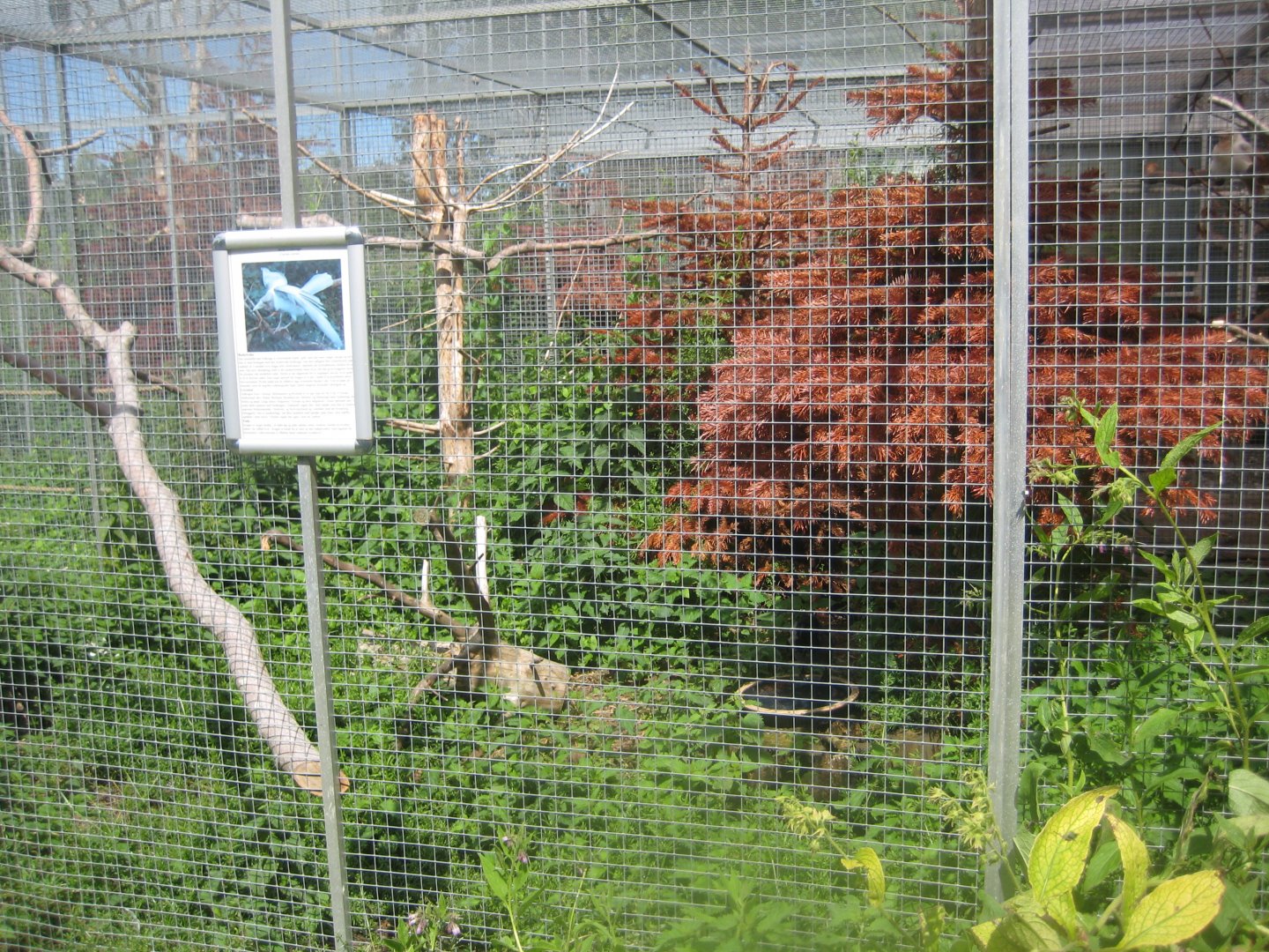 Nordsjællands Fuglepark - Crow aviary