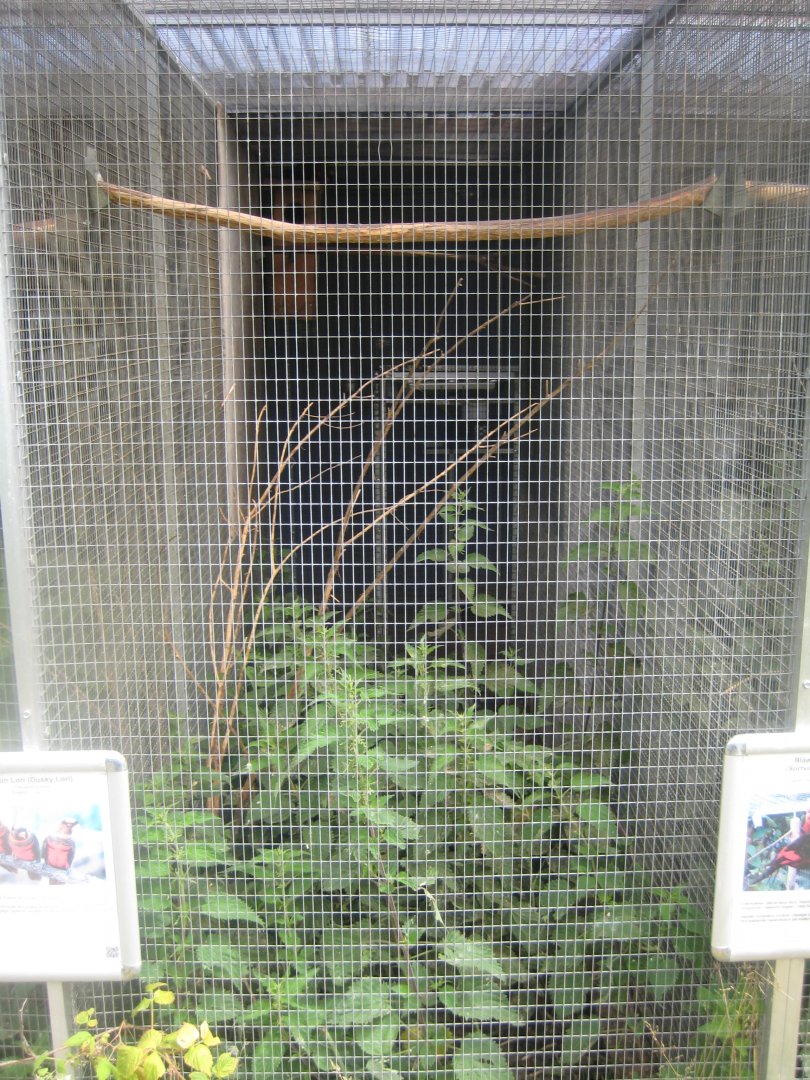 Nordsjællands Fuglepark - Dusky lory aviary