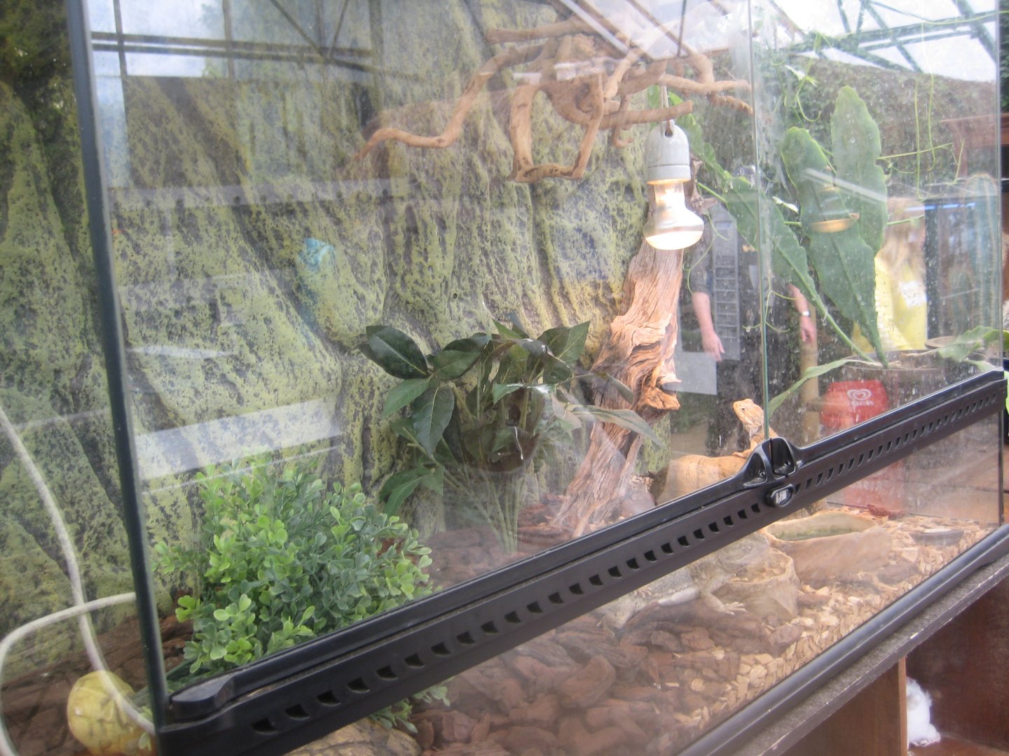 Nordsjællands Fuglepark - Dwarf bearded dragon exhibit