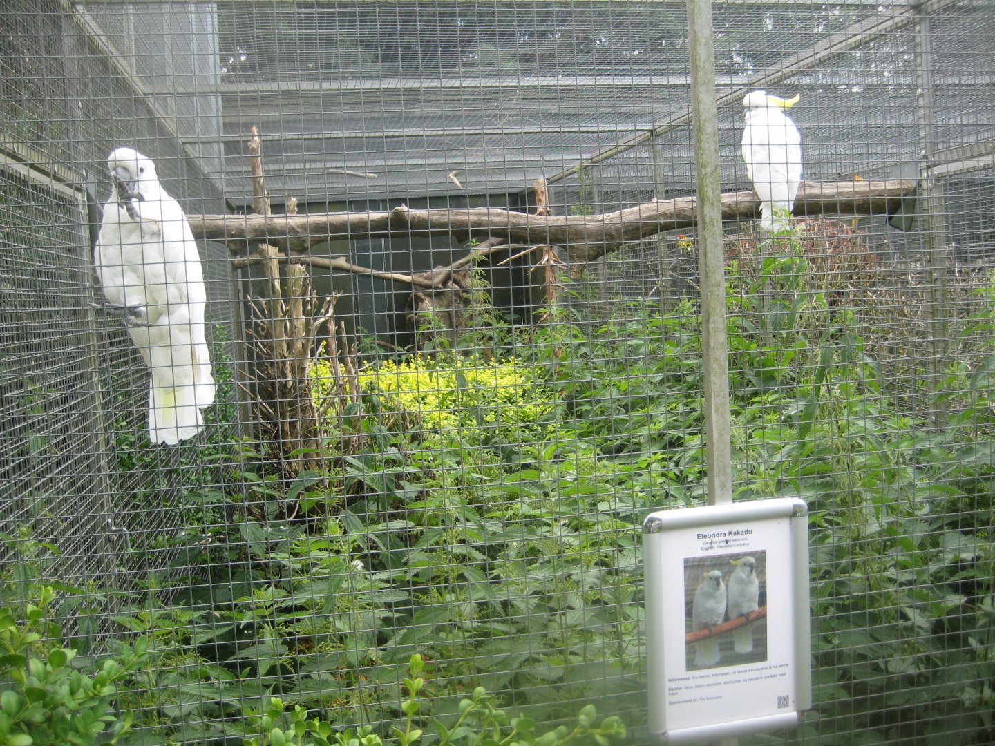 Nordsjællands Fuglepark - Eleonora cockatoo aviary