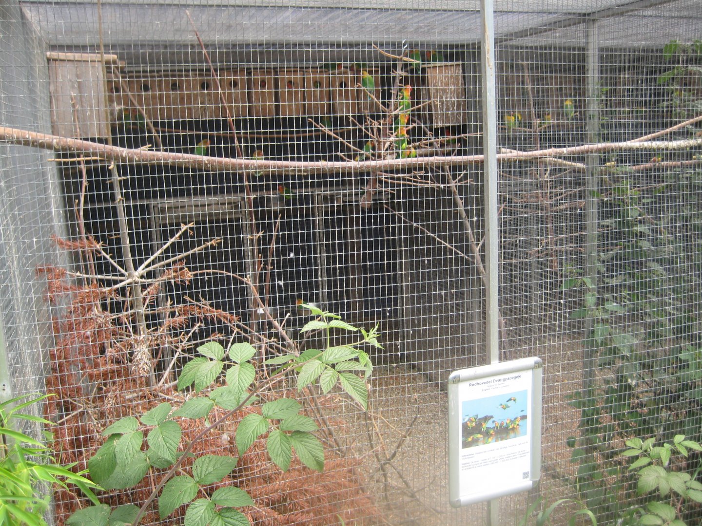 Nordsjællands Fuglepark - Fischer's lovebird aviary