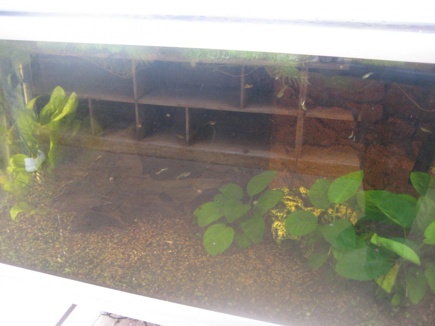 Nordsjællands Fuglepark - Fish tank #1