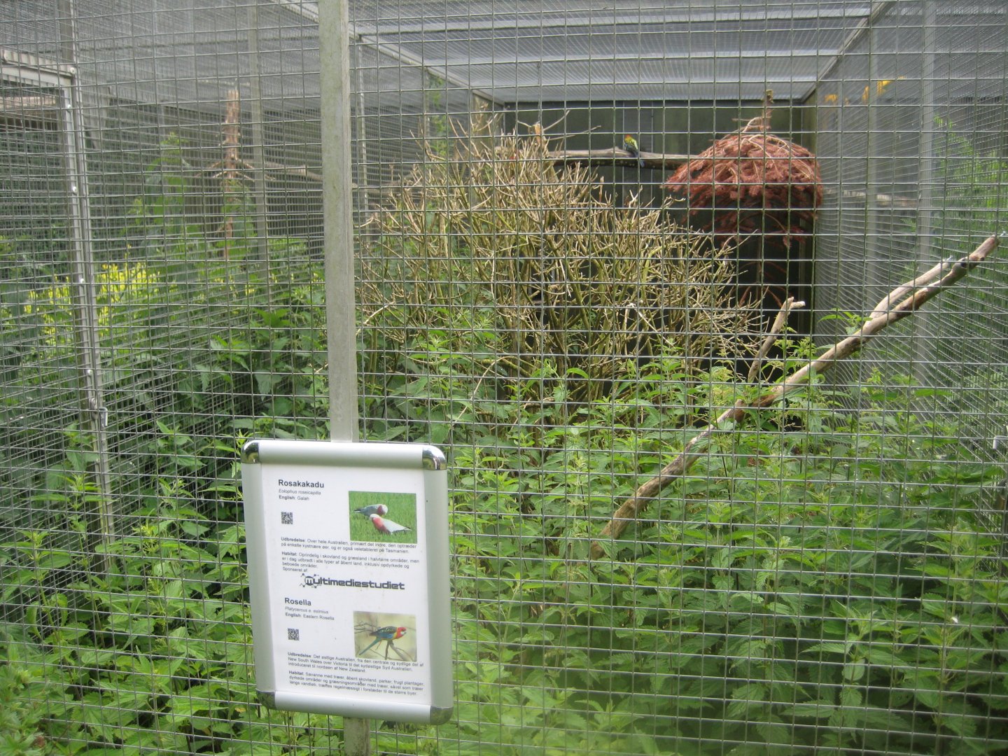 Nordsjællands Fuglepark - Galah/rosella aviary