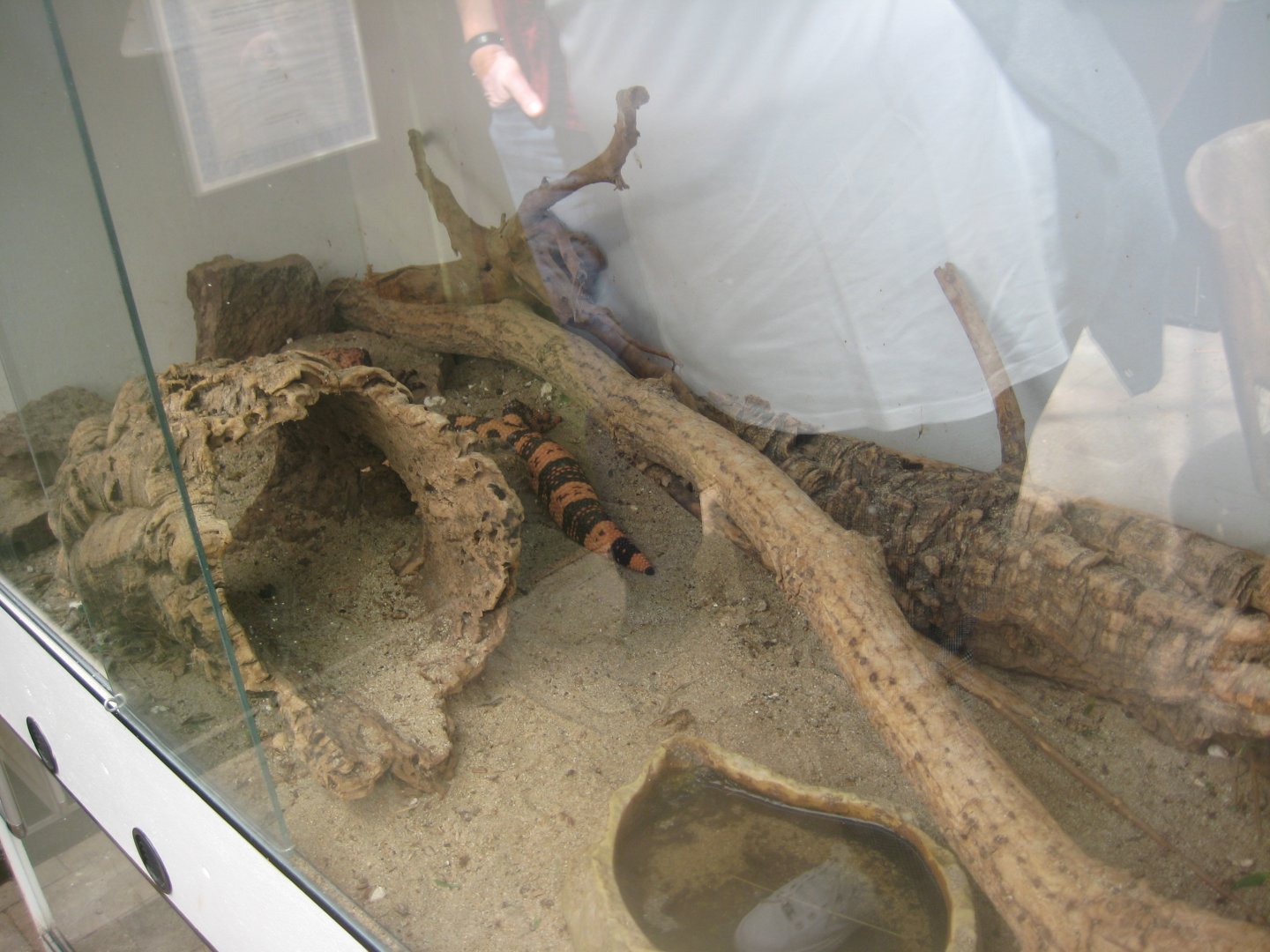 Nordsjællands Fuglepark - Gila monster exhibit