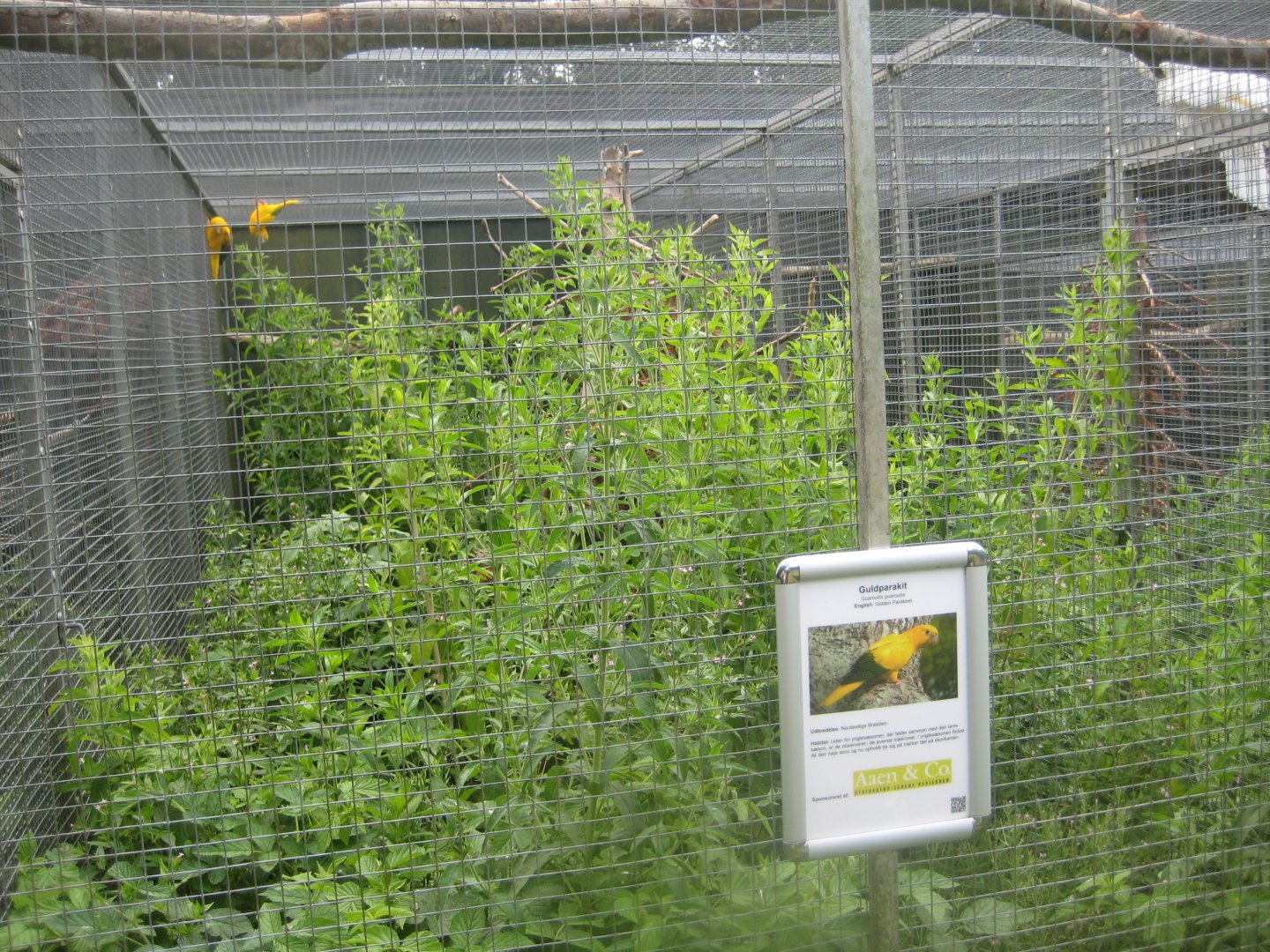 Nordsjællands Fuglepark - Golden parakeet aviary