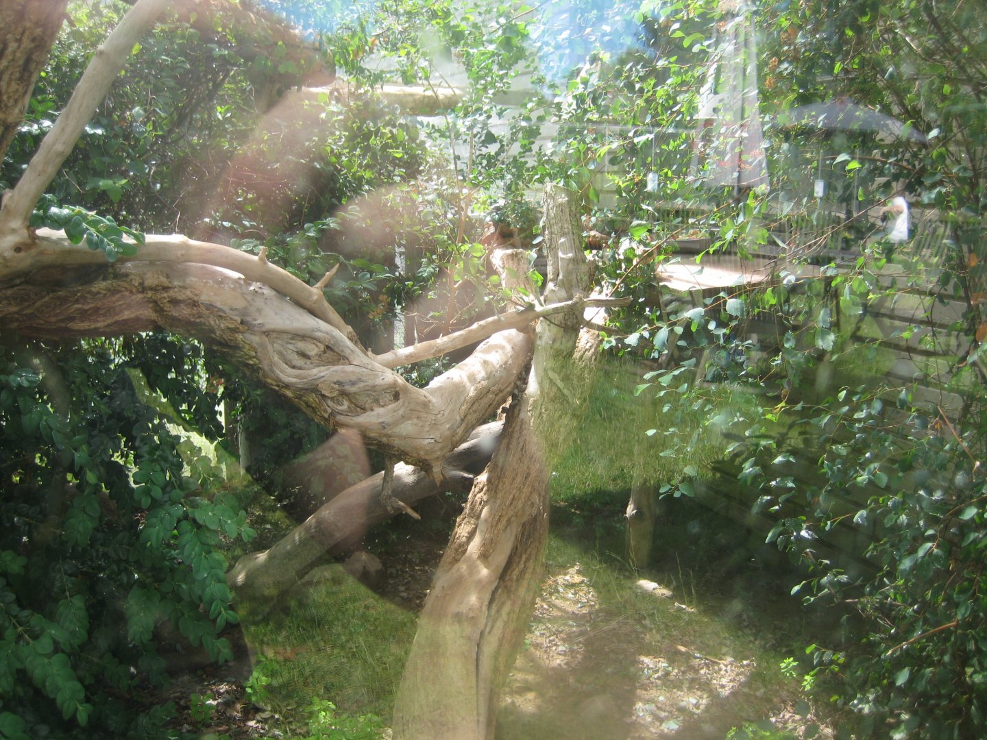 Nordsjællands Fuglepark - Green iguana exhibit