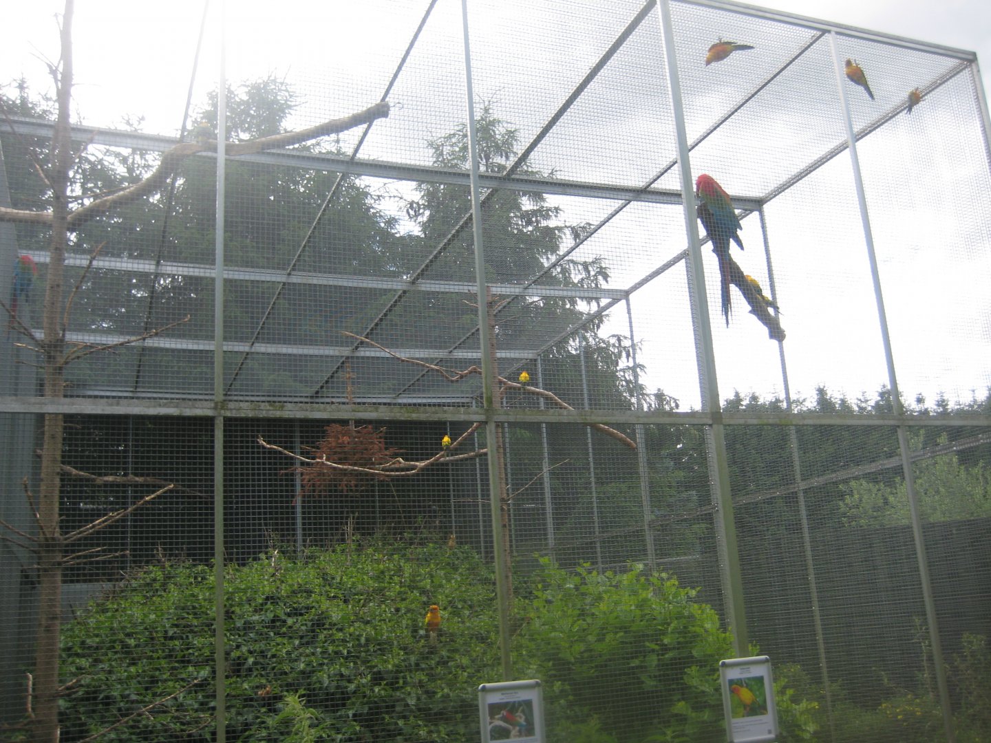 Nordsjællands Fuglepark - Green-winged macaw aviary