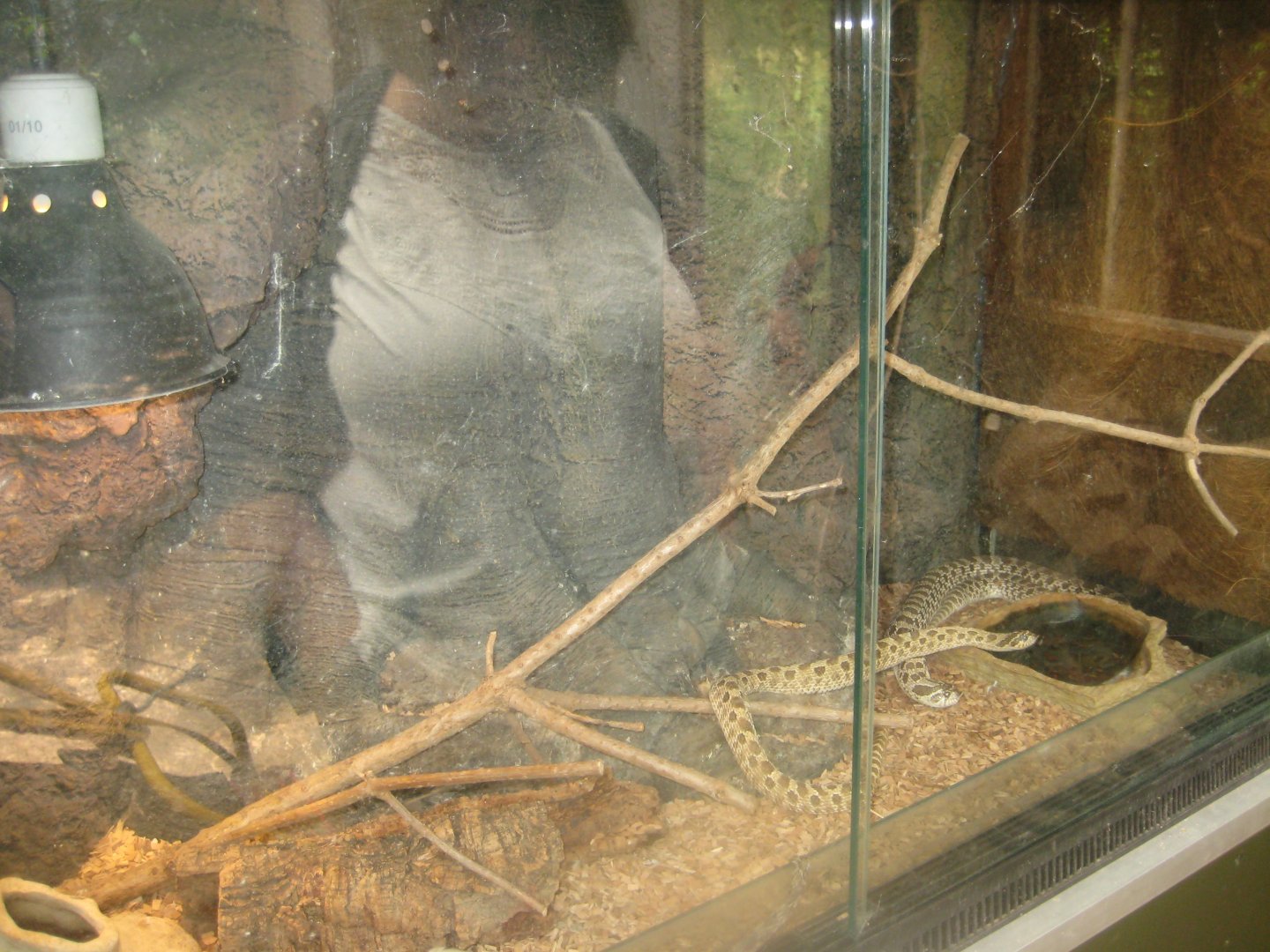 Nordsjællands Fuglepark - Hognose snake exhibit
