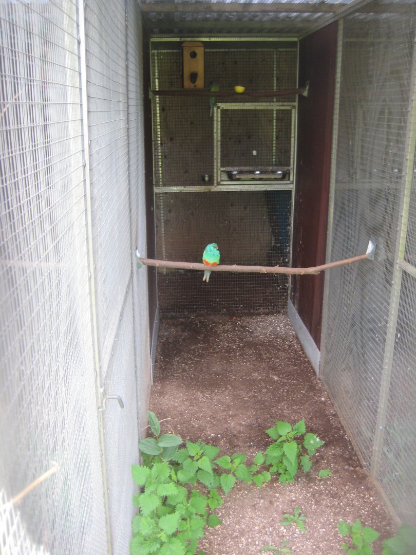 Nordsjællands Fuglepark - Hooded parrot aviary