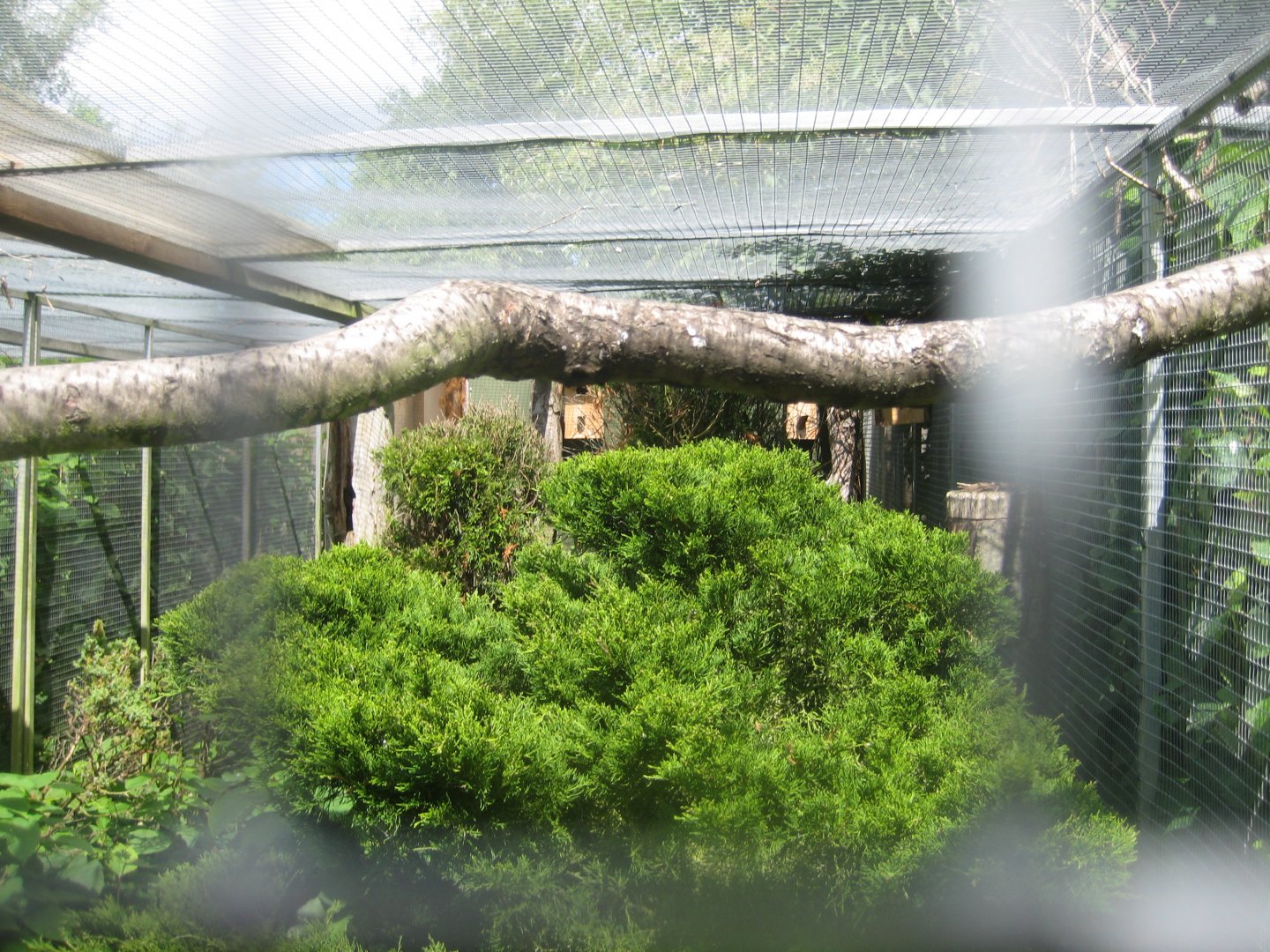 Nordsjællands Fuglepark - Horned parakeet aviary