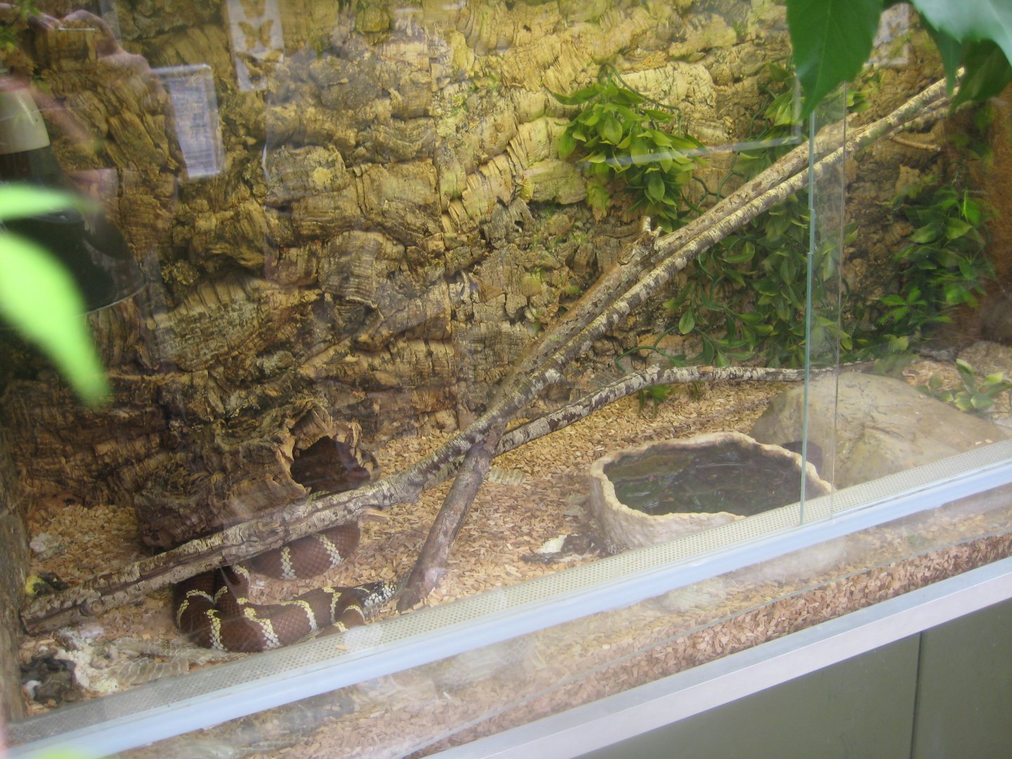 Nordsjællands Fuglepark - King snake exhibit