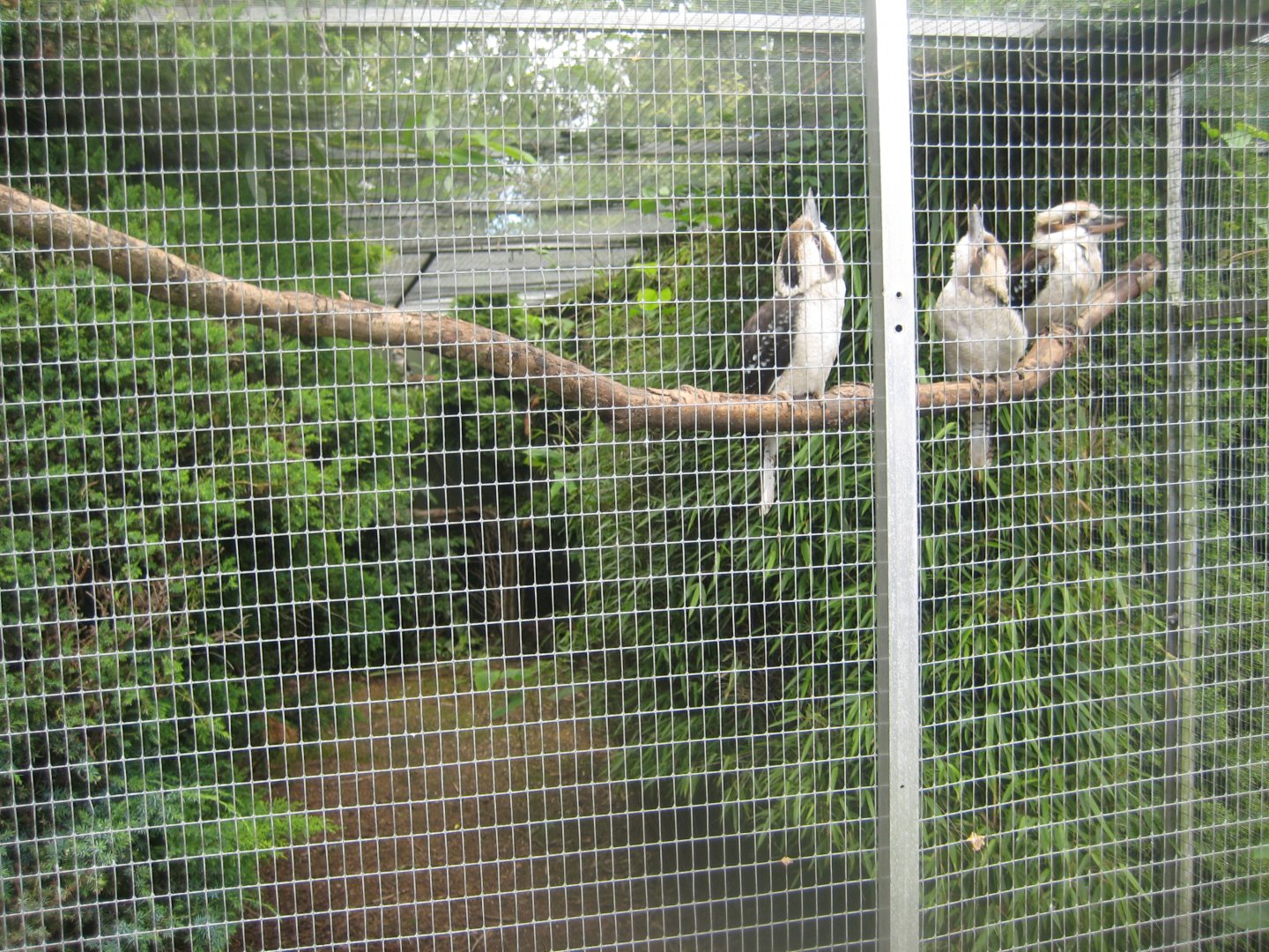Nordsjællands Fuglepark - Kookaburra aviary