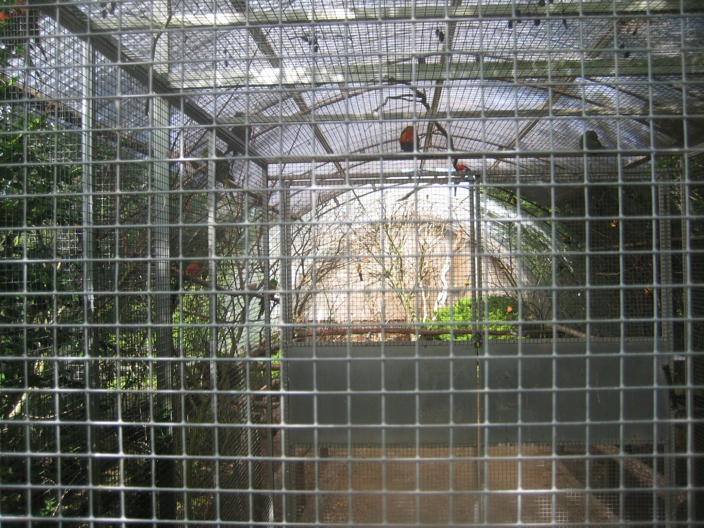 Nordsjællands Fuglepark - Lorikeet walkthrough