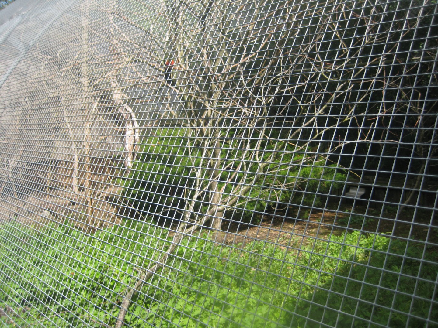 Nordsjællands Fuglepark - Lorikeet walkthrough