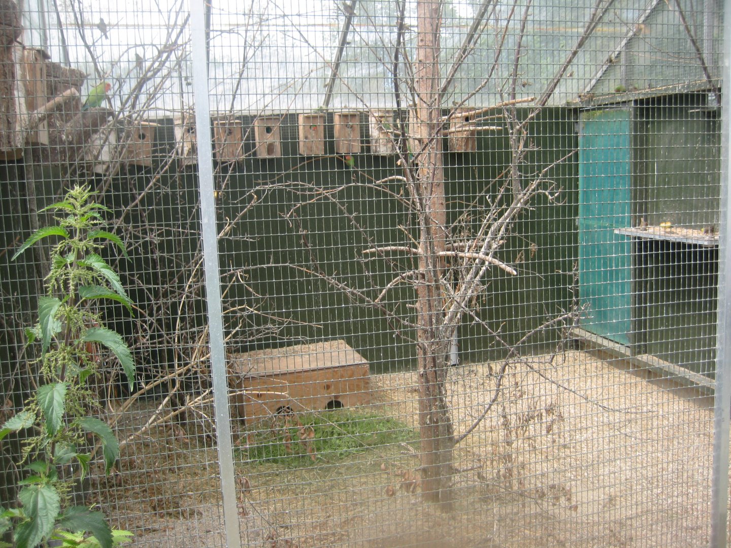 Nordsjællands Fuglepark - Lovebird aviary