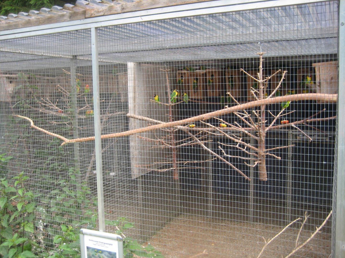 Nordsjællands Fuglepark - Masked lovebird aviary