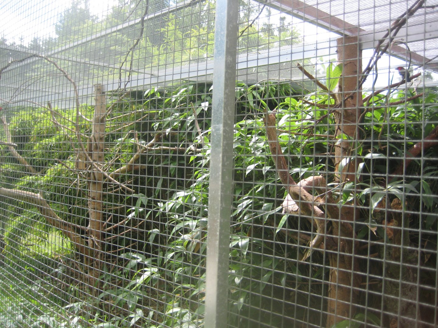 Nordsjællands Fuglepark - Mixed aviary