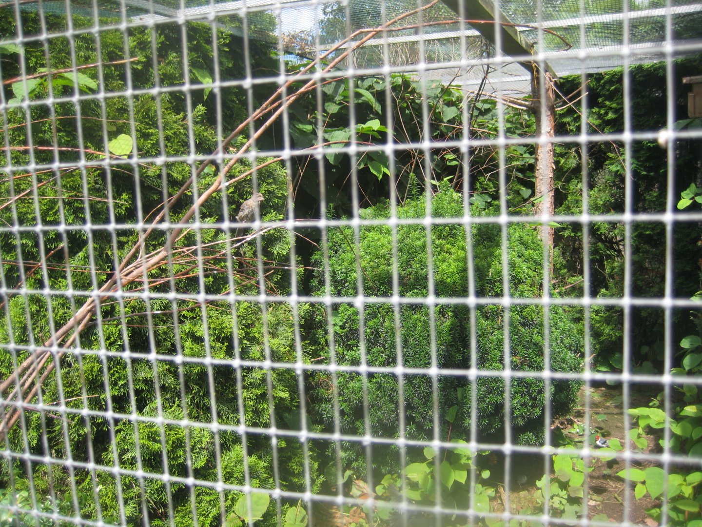 Nordsjællands Fuglepark - Mixed aviary