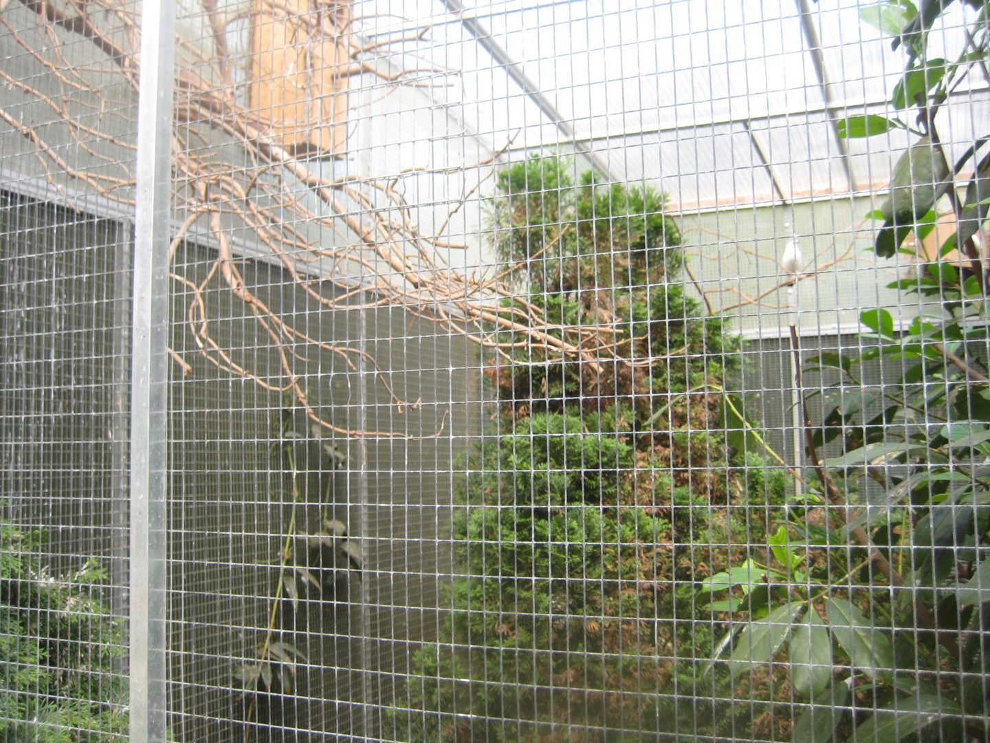 Nordsjællands Fuglepark - Orangery - Bali mynah aviary