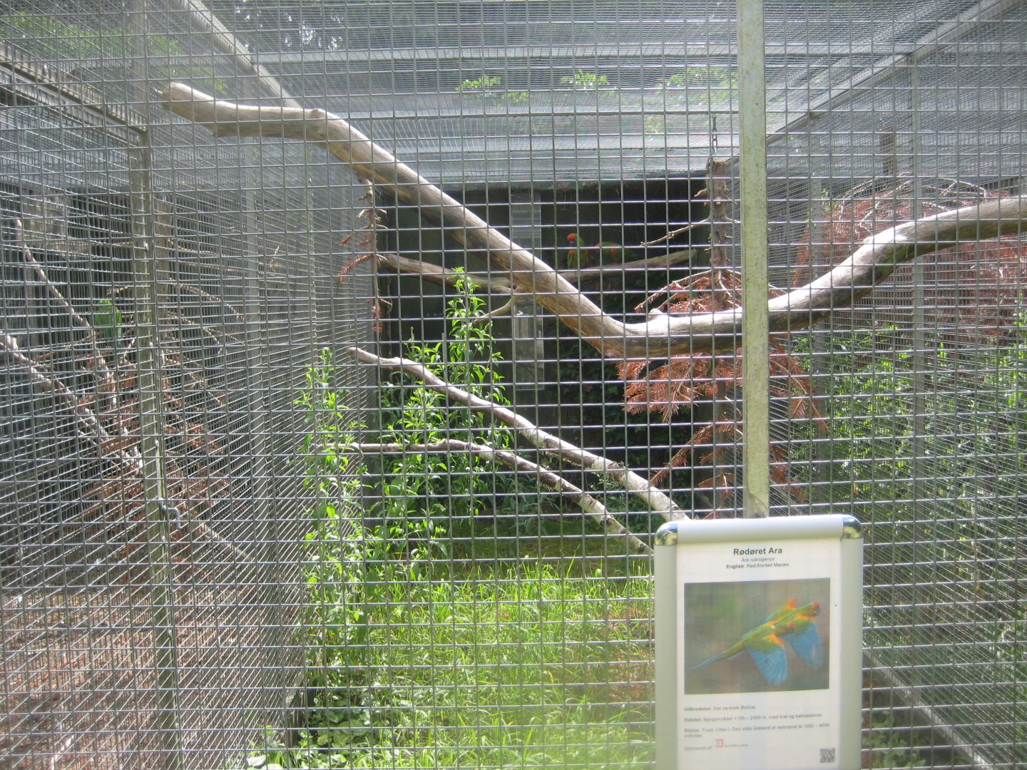 Nordsjællands Fuglepark - Red-fronted macaw aviary