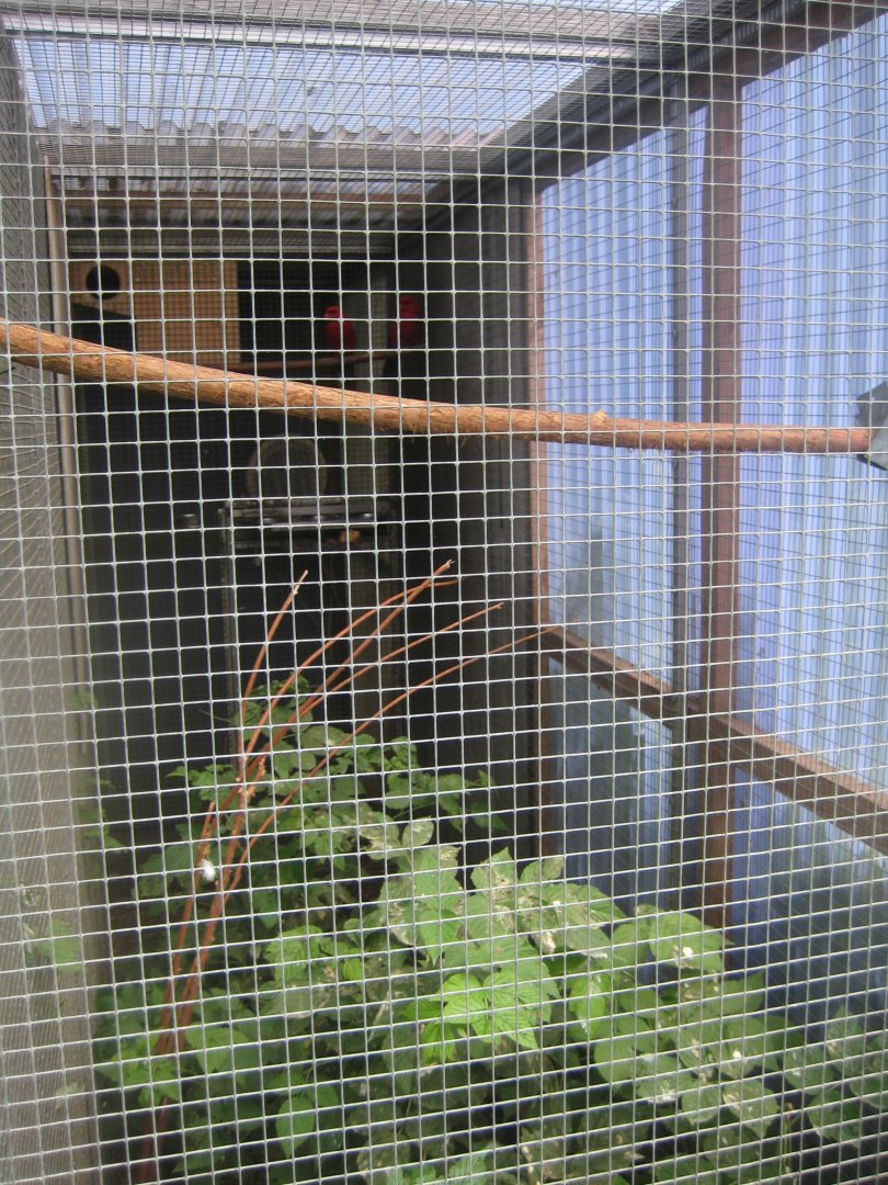 Nordsjællands Fuglepark - Red lory aviary