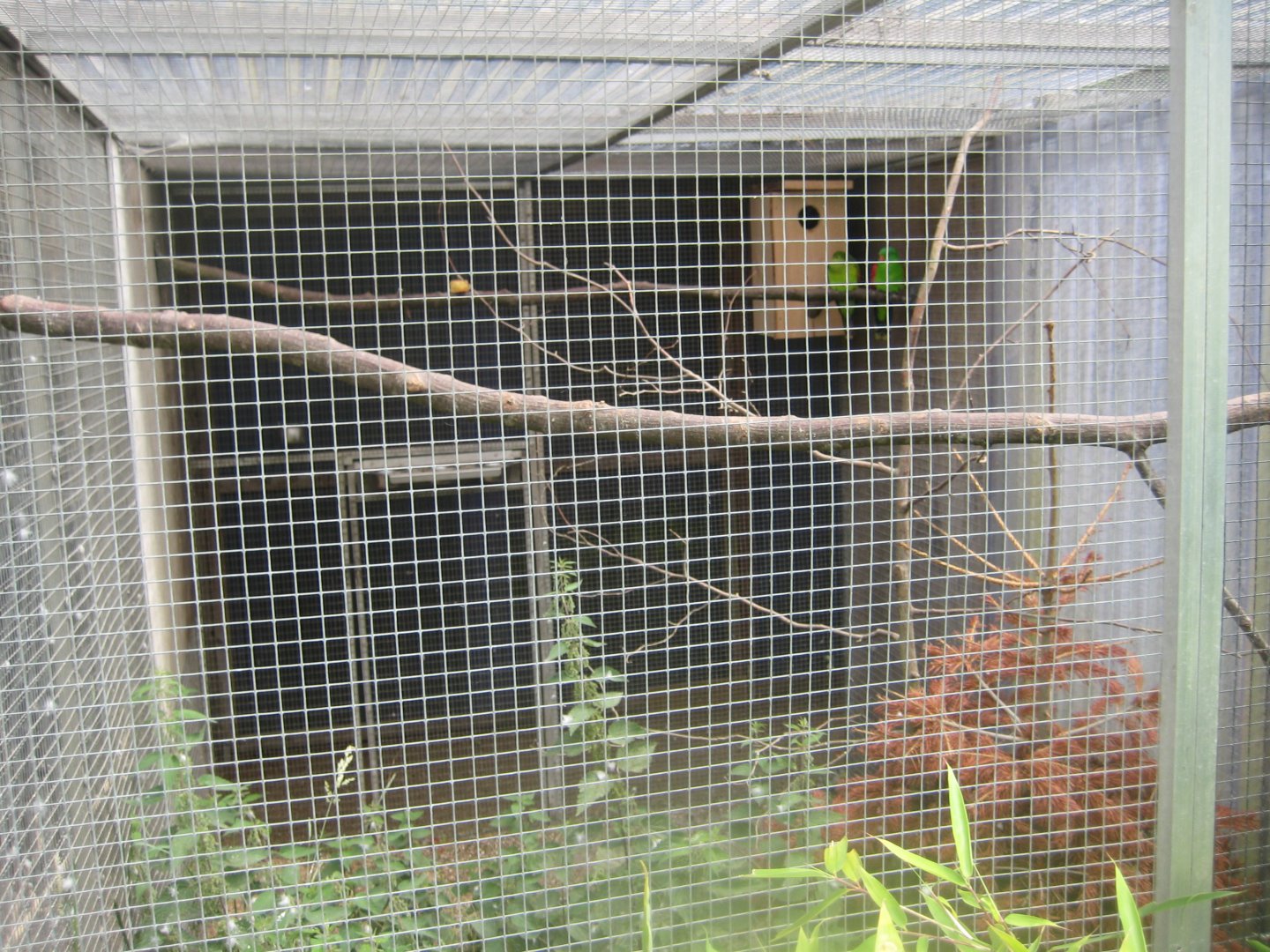 Nordsjællands Fuglepark - Red-winged parrot aviary