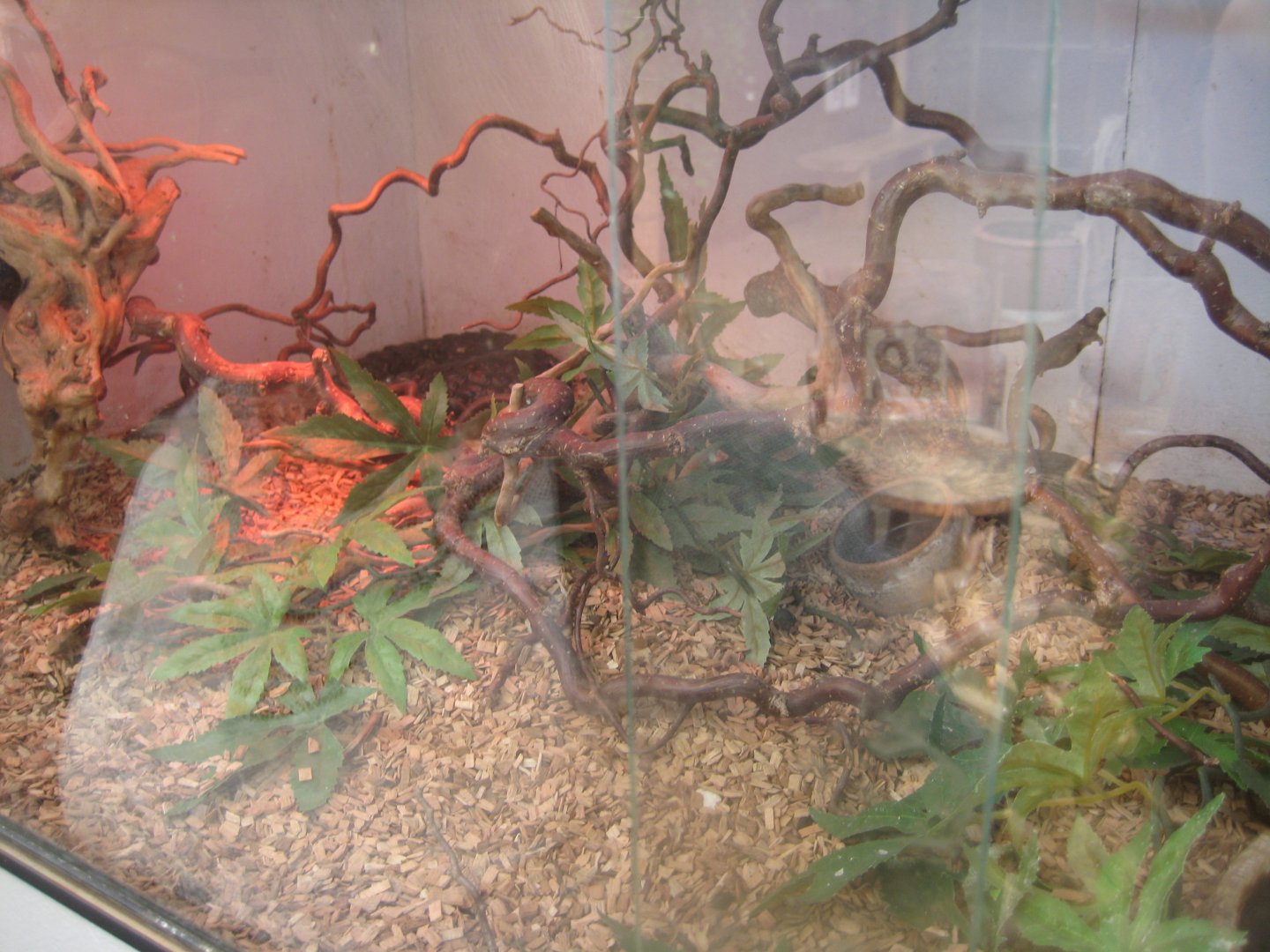 Nordsjællands Fuglepark - Shingleback skink exhibit