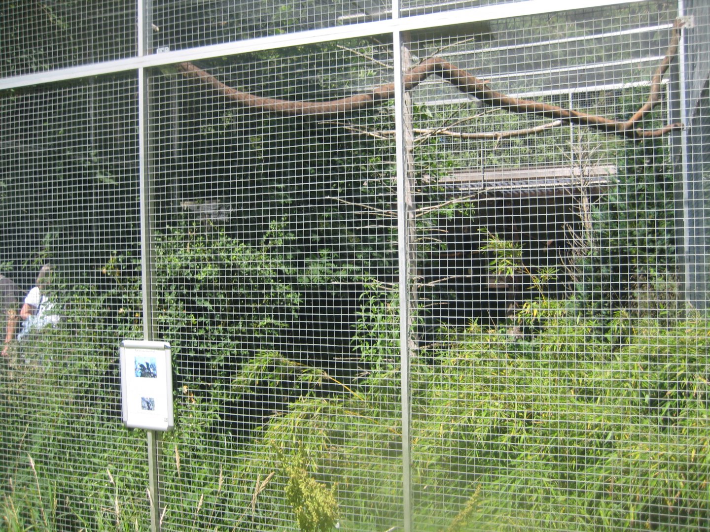 Nordsjællands Fuglepark - Silvery-cheeked hornbill aviary