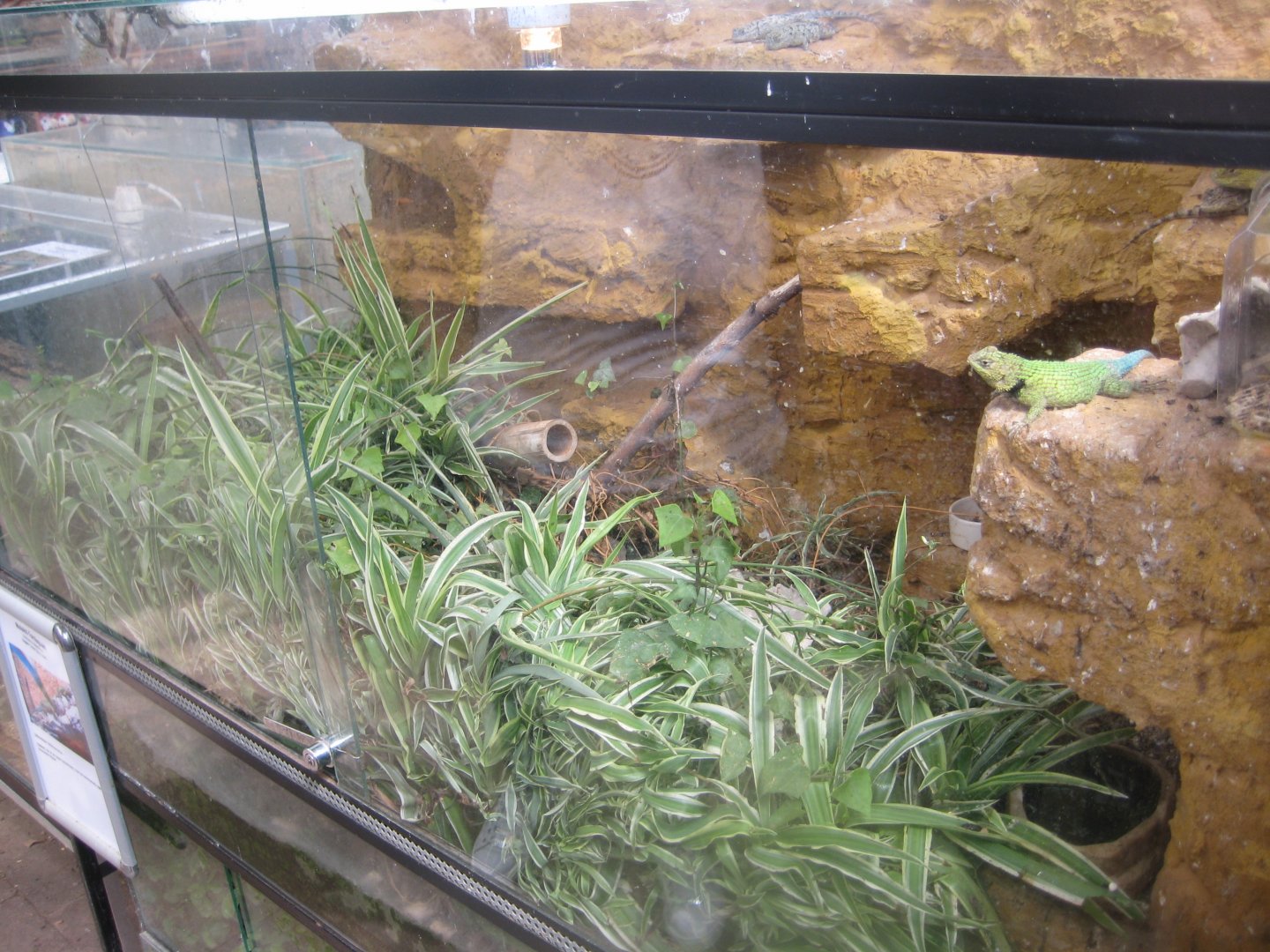 Nordsjællands Fuglepark - Spiny lizard exhibit